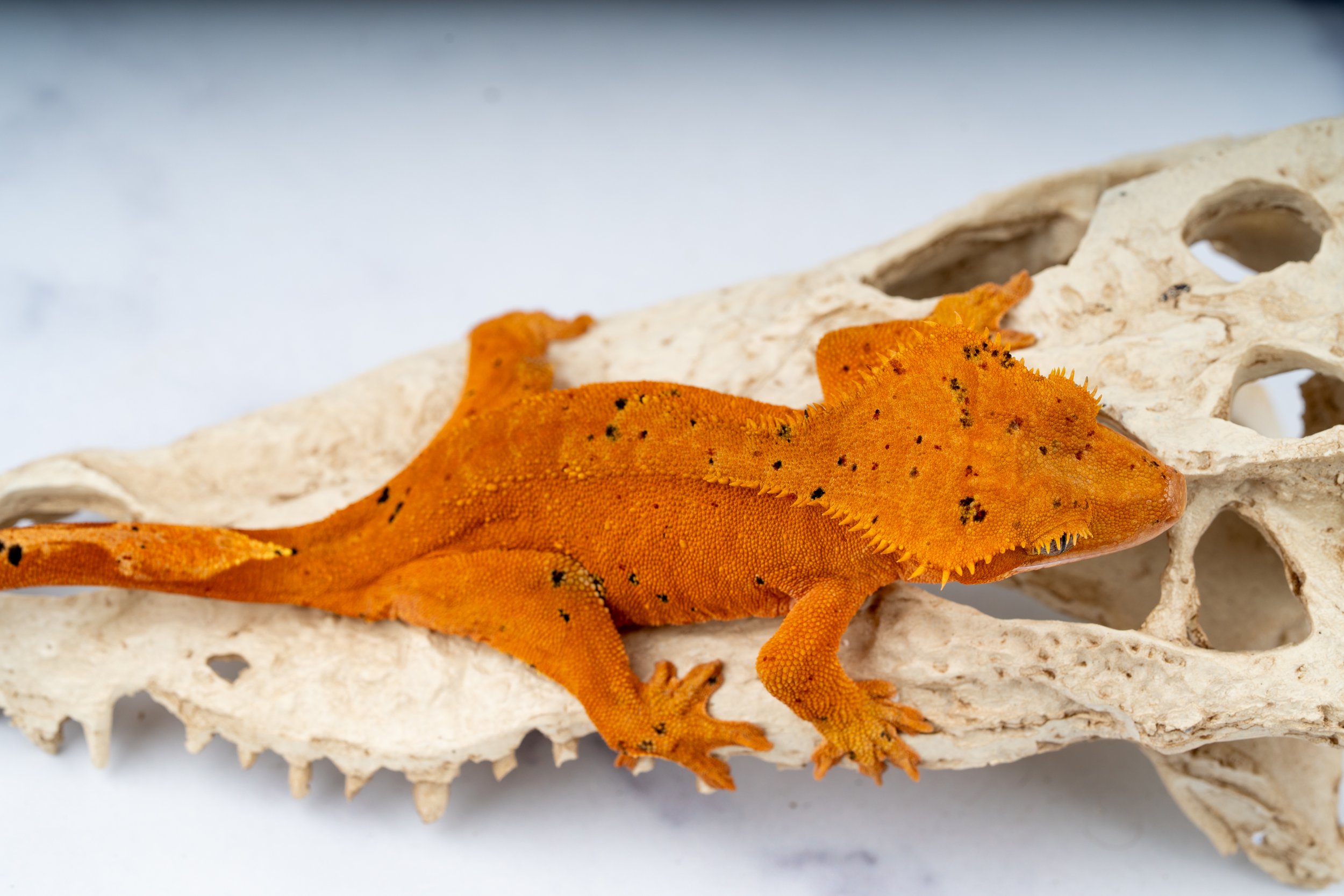 23-RS-IK-10-14  43G  SOFTSCALE CONFETTI DALMATIAN  $249