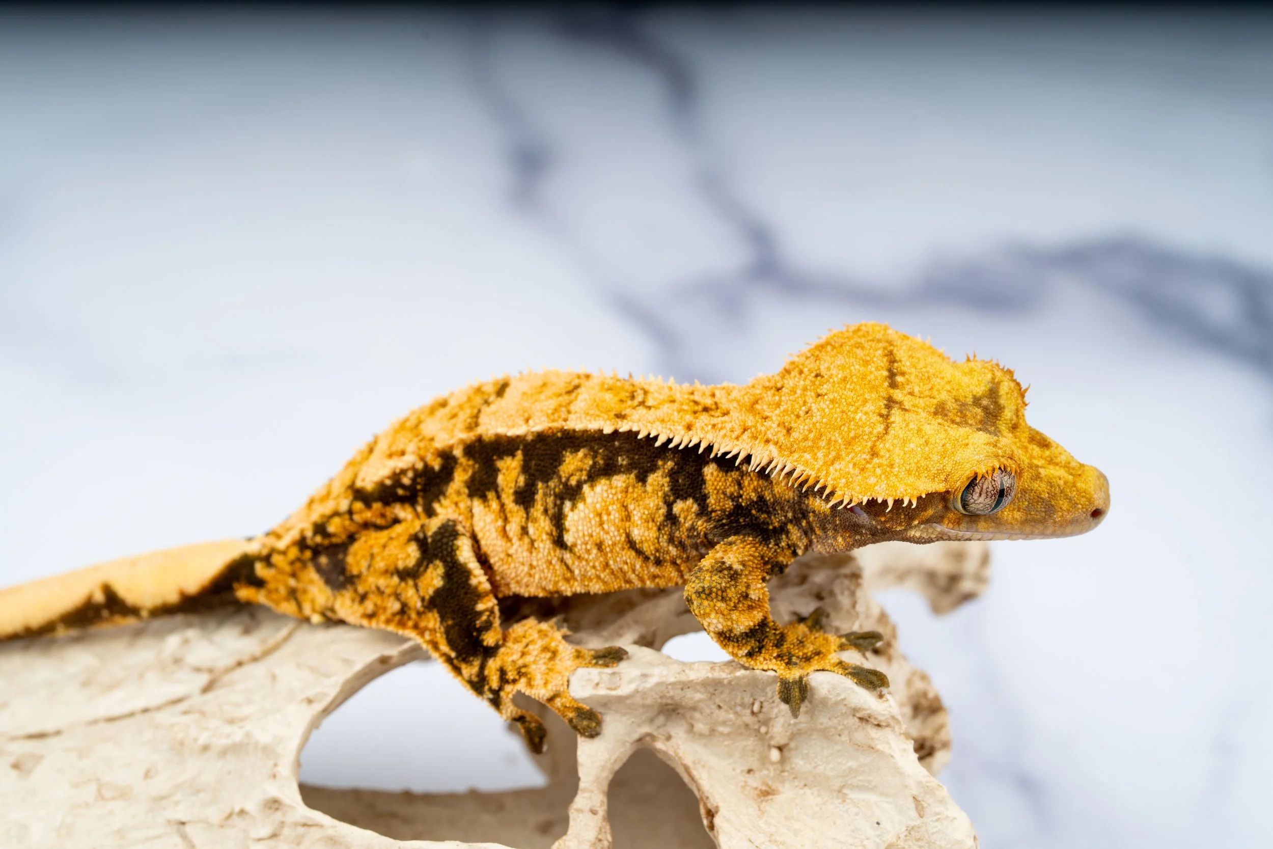 24-BC-EX-5-22  35G  EXTREME HARLEQUIN  $389