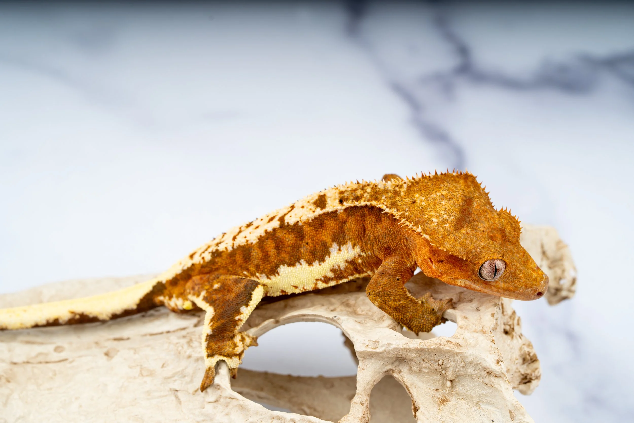 24-OG-PH-7-27   31G  100% HET AXANTHIC LILLY WHITE  $759