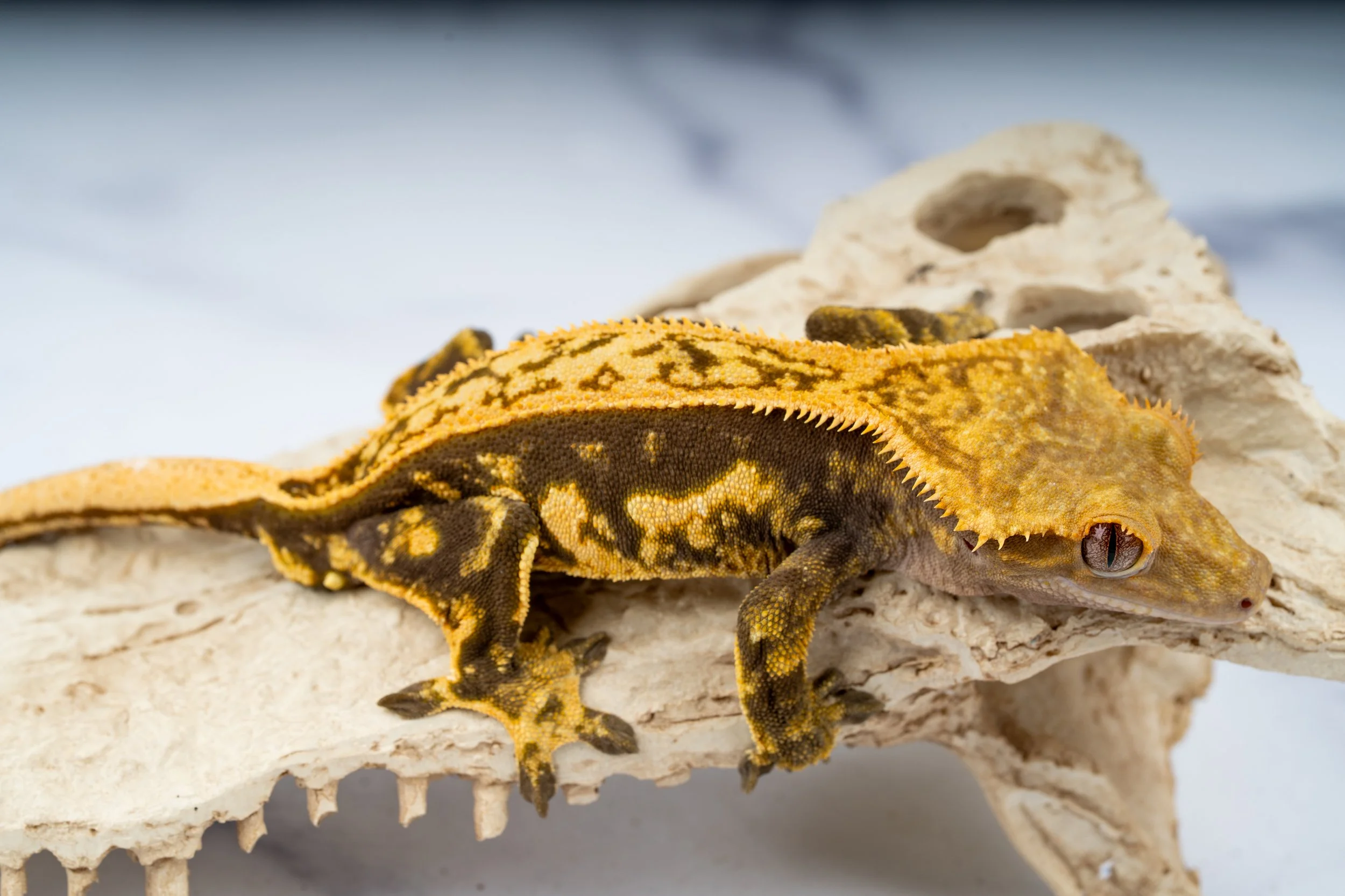 23-QD-C2-12-2   39G   $229