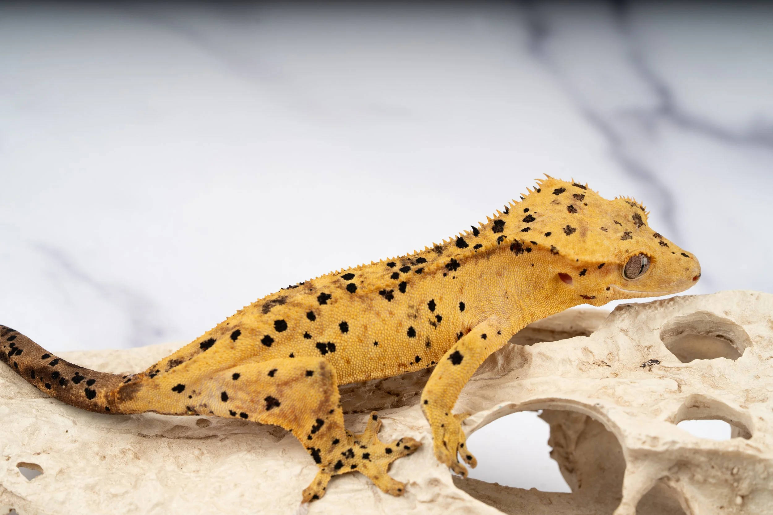 24-SP-MS-5-15   34G  INK SPOT SUPERDALMATIAN  $549