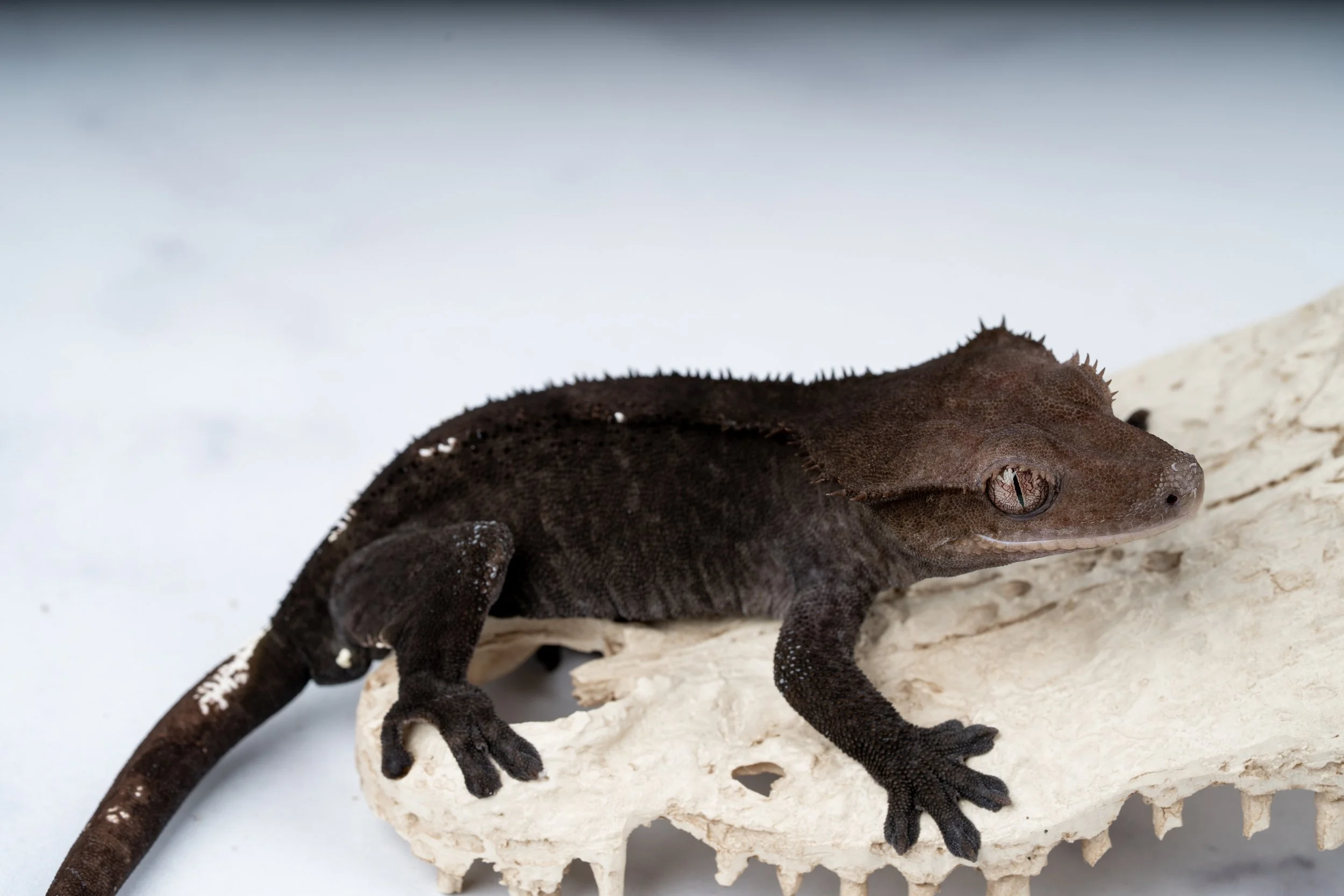 24-SA-EB-4-20  40G  AXANTHIC  $1819