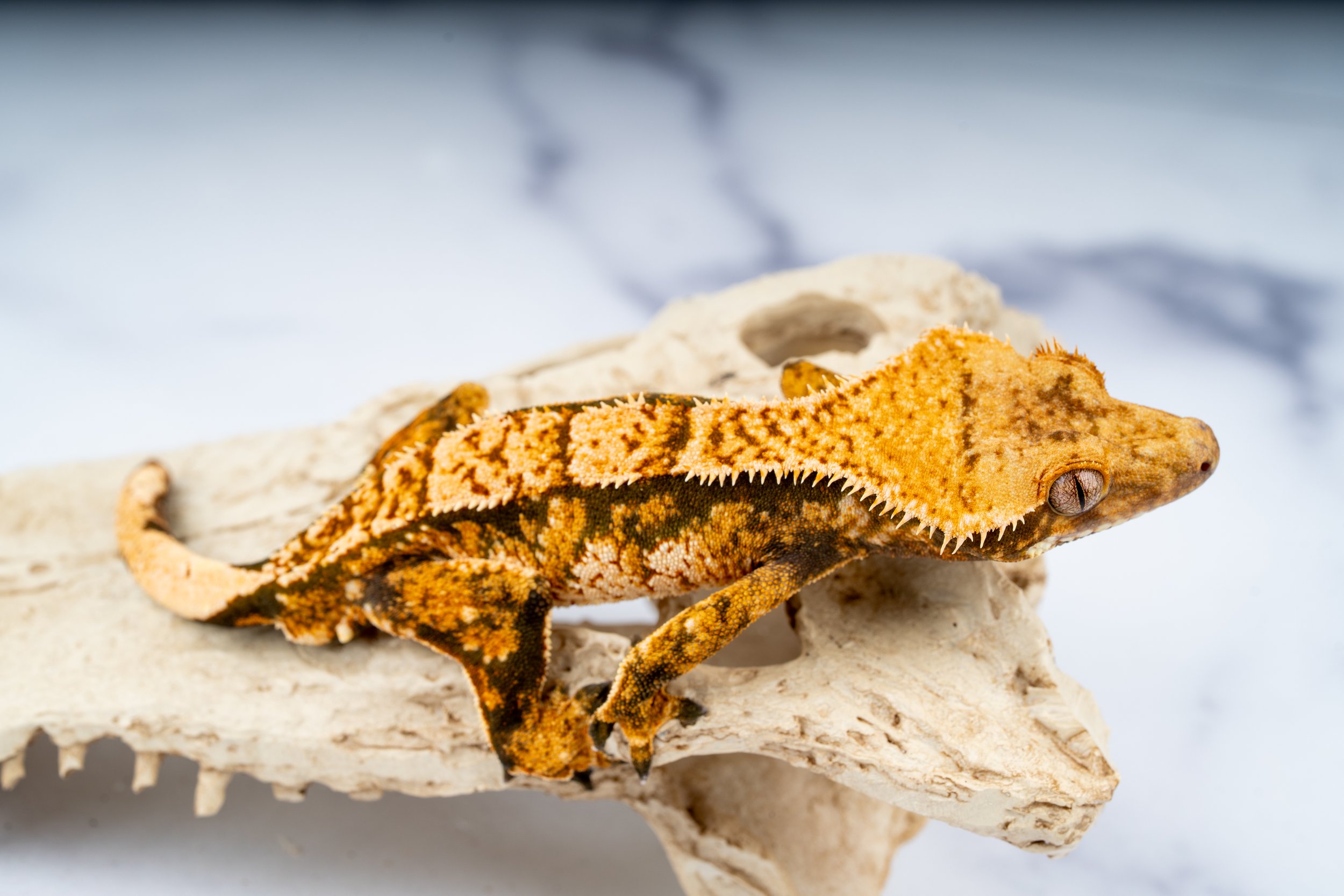 24-ET-RI-2-20   31G  EXTREME HARLEQUIN  $289