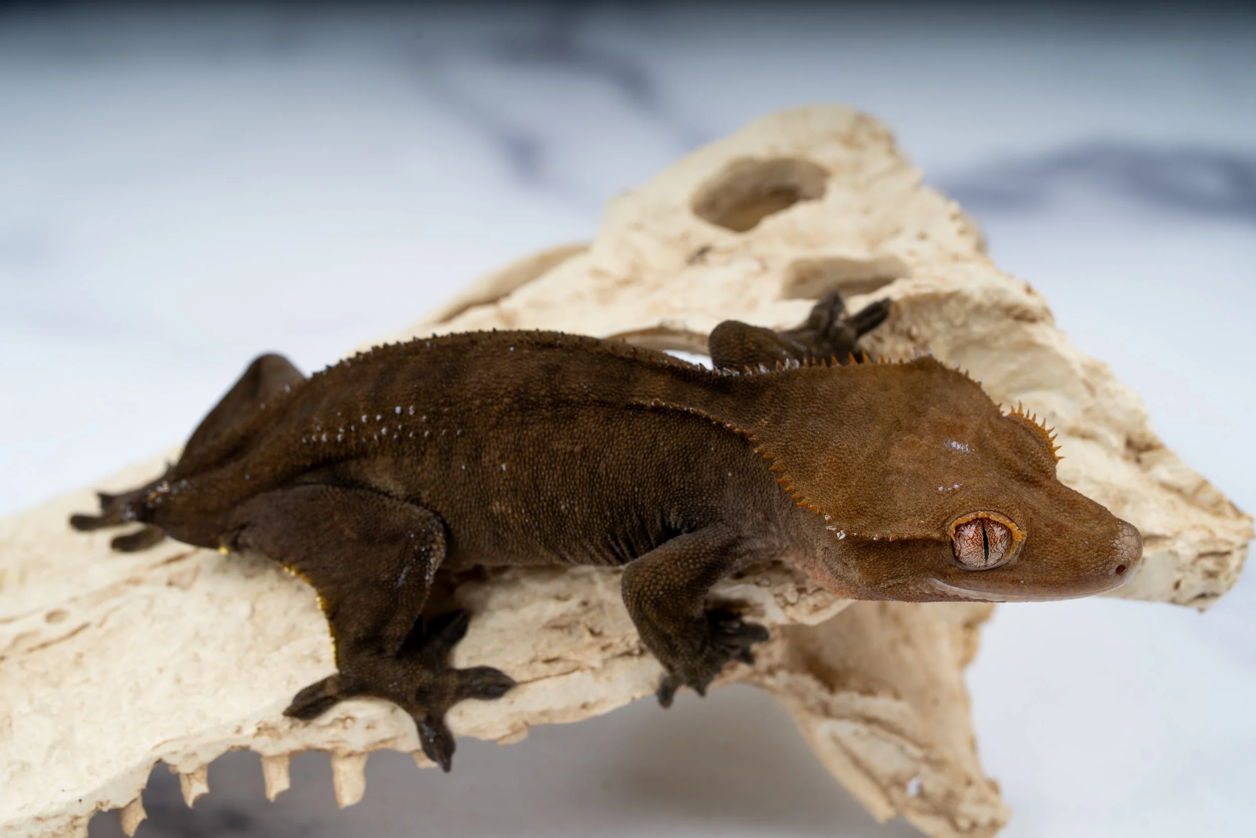 23-JB-SH-11-26  37G  SOFTSCALE 100% HET AXANTHIC  $899