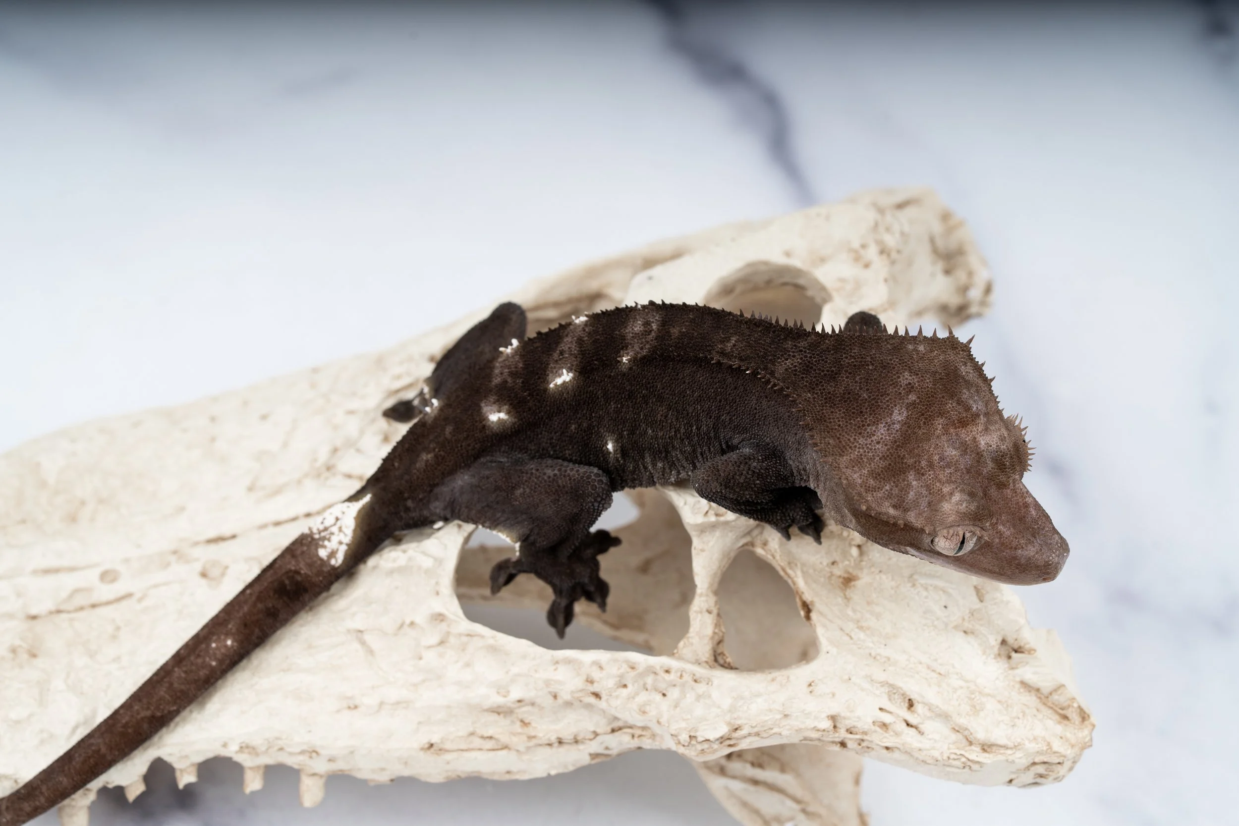 24-WD-ED-5-30  AXANTHIC  30G  $1599