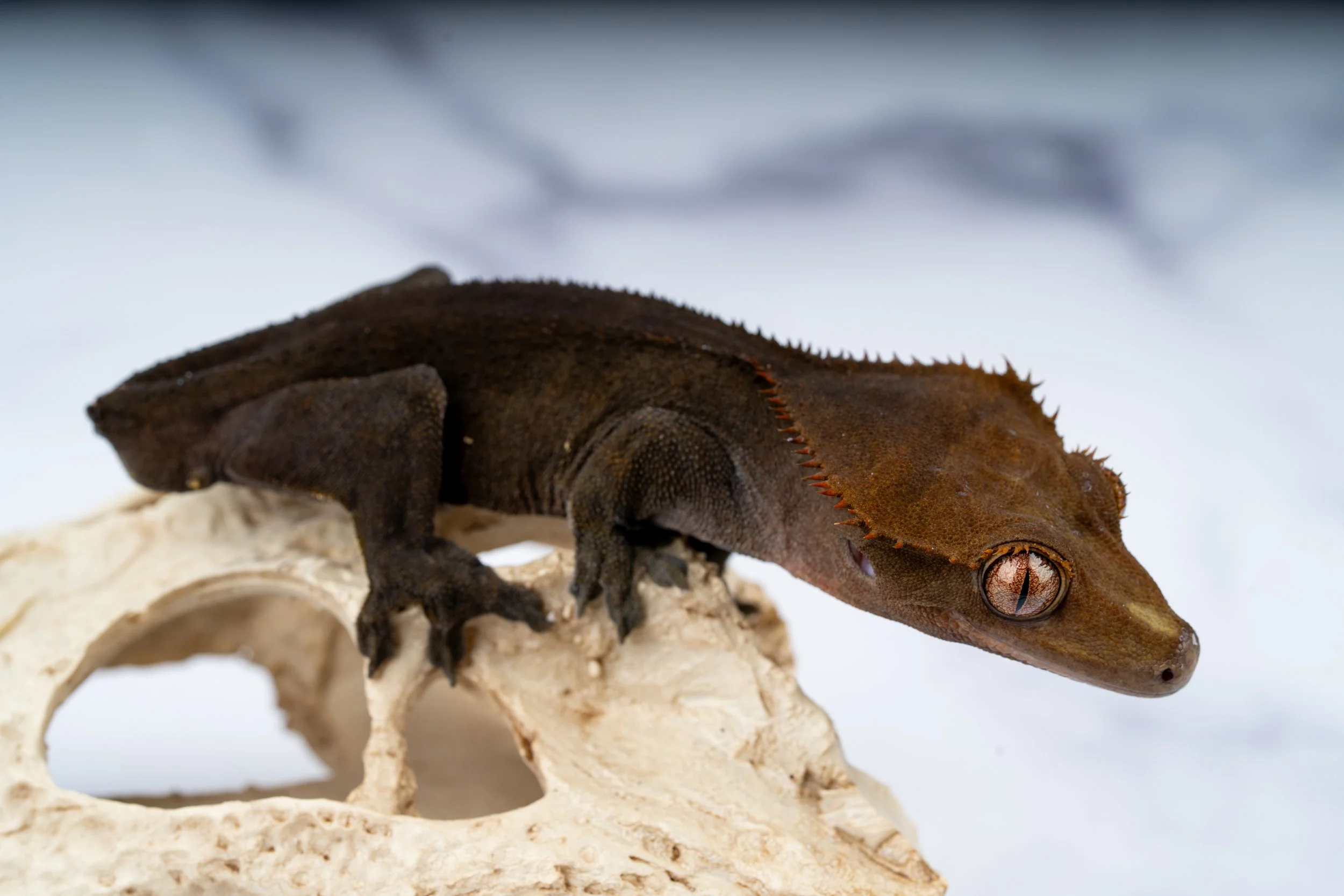 24-CC-XX-6-4   CHARCOAL  32G  $379