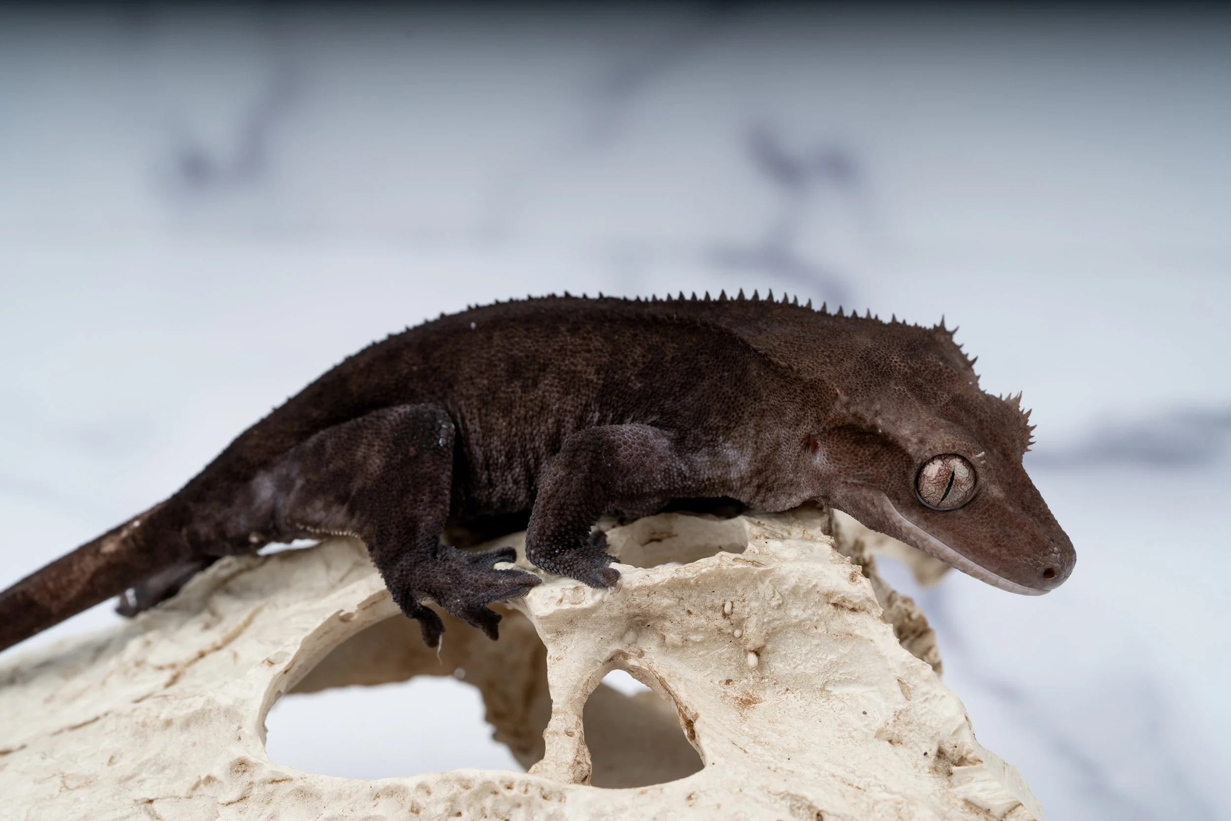 23-TL-FM-11-29   AXANTHIC  38G  $1699