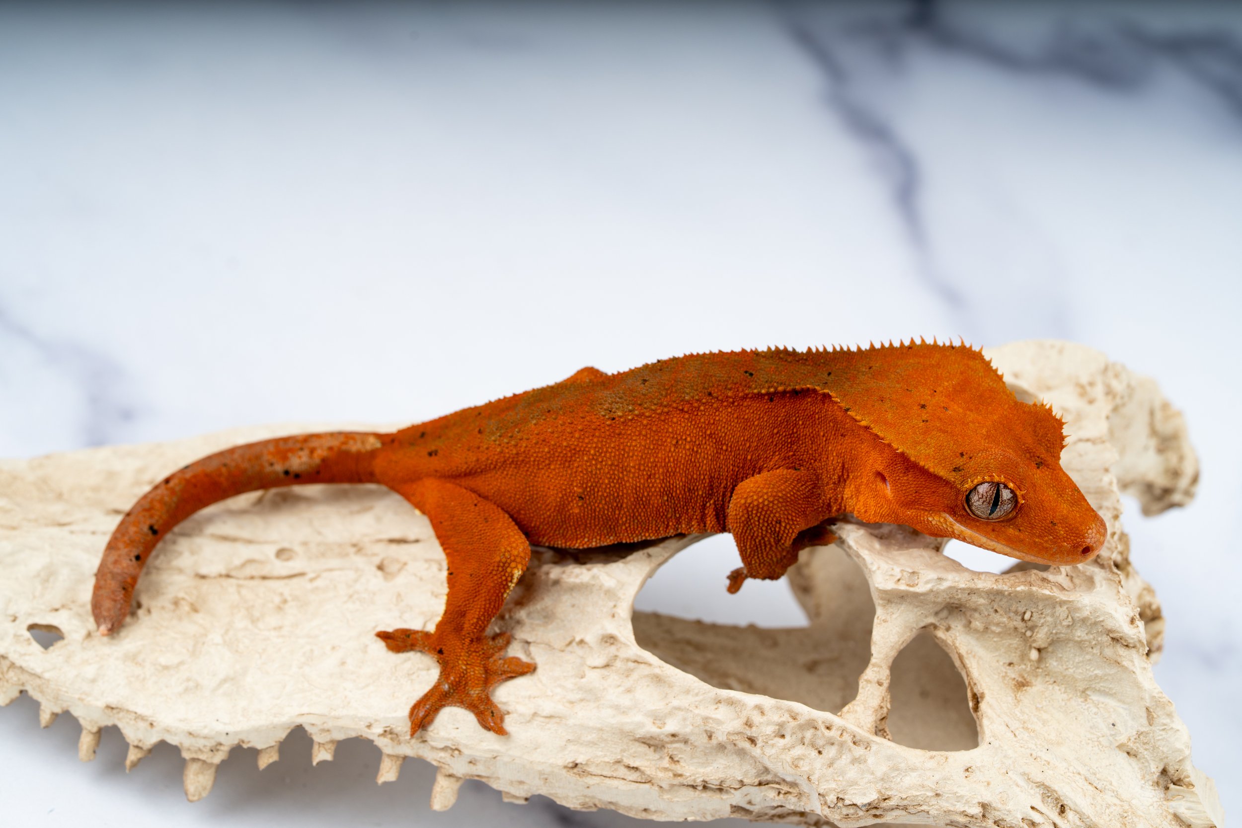 24-RS-SH-6-14   36G  SOFTSCALE HYPO CONFETTI DALMATIAN $299