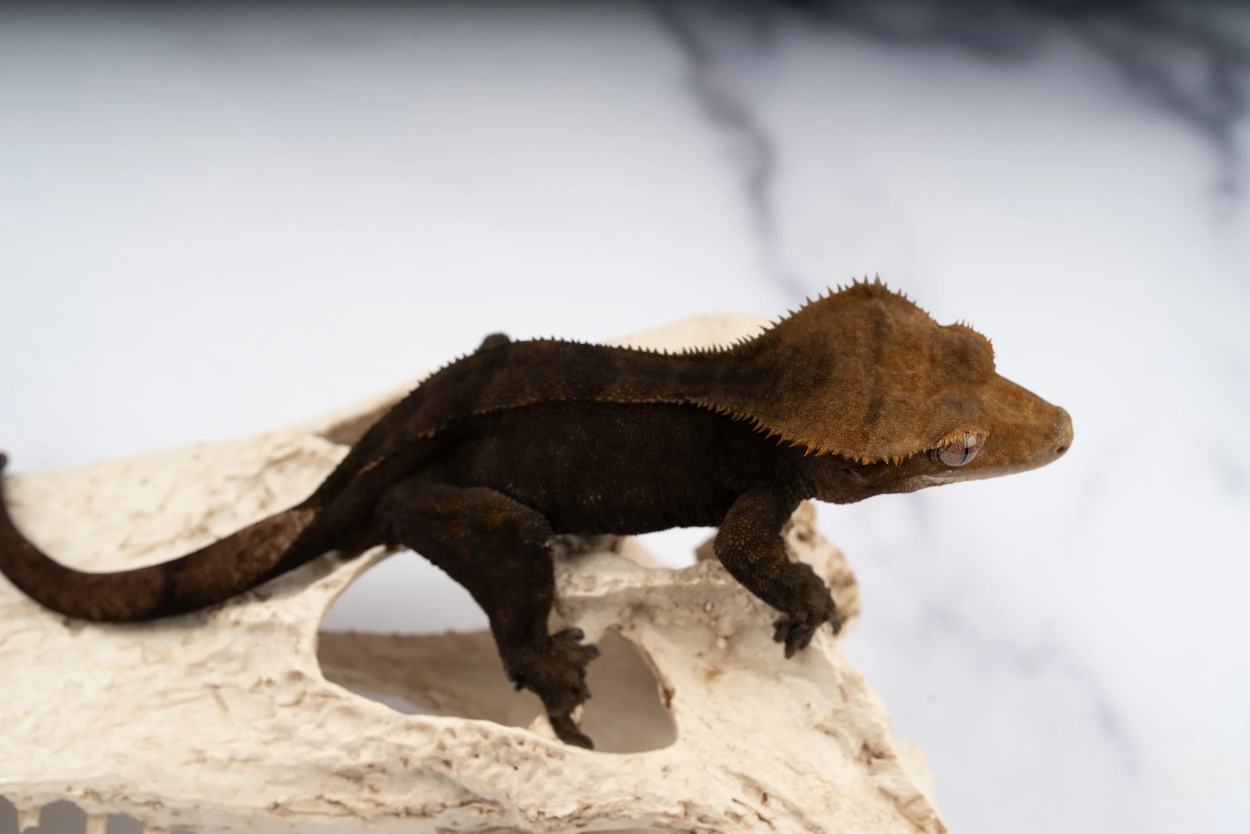 24-CC-XX-6-4   33G  CHARCOAL  $479