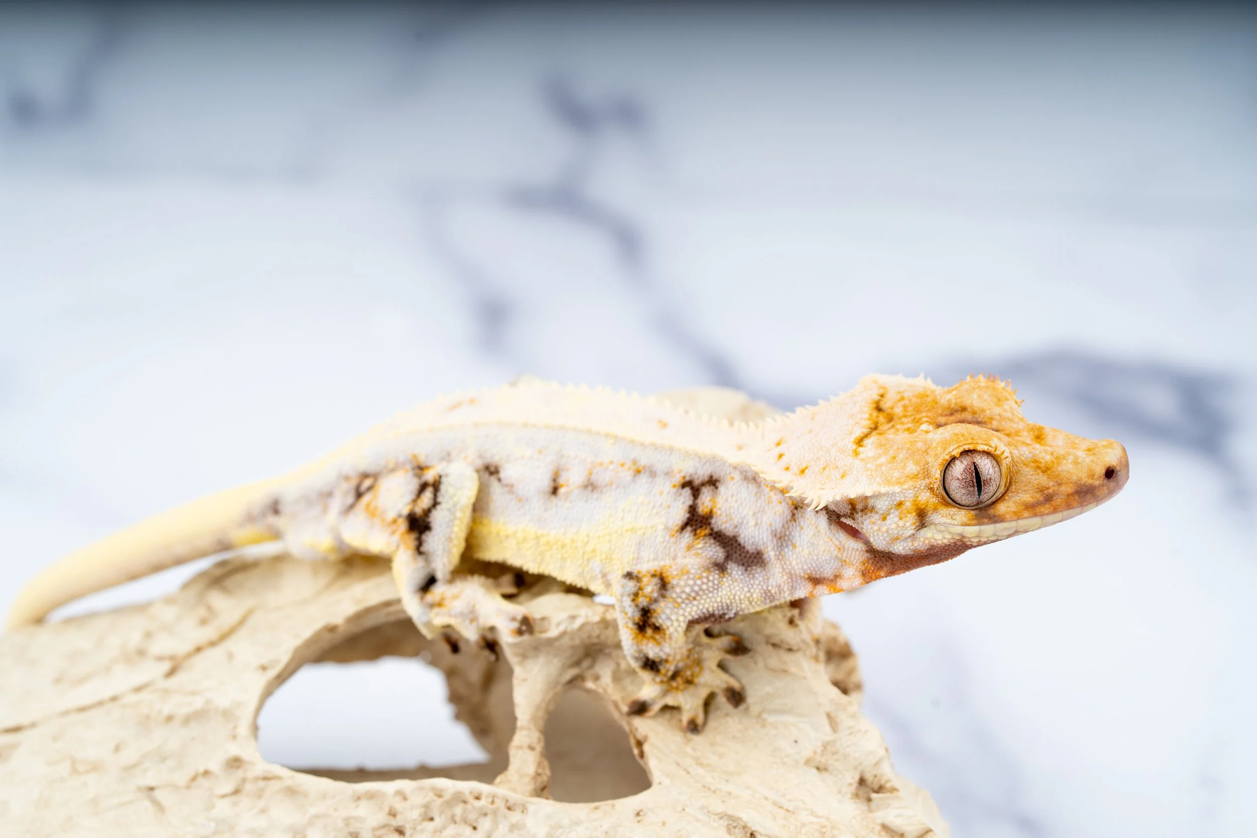 24-HC-WS-4-9   34G  LILLY WHITE  $889