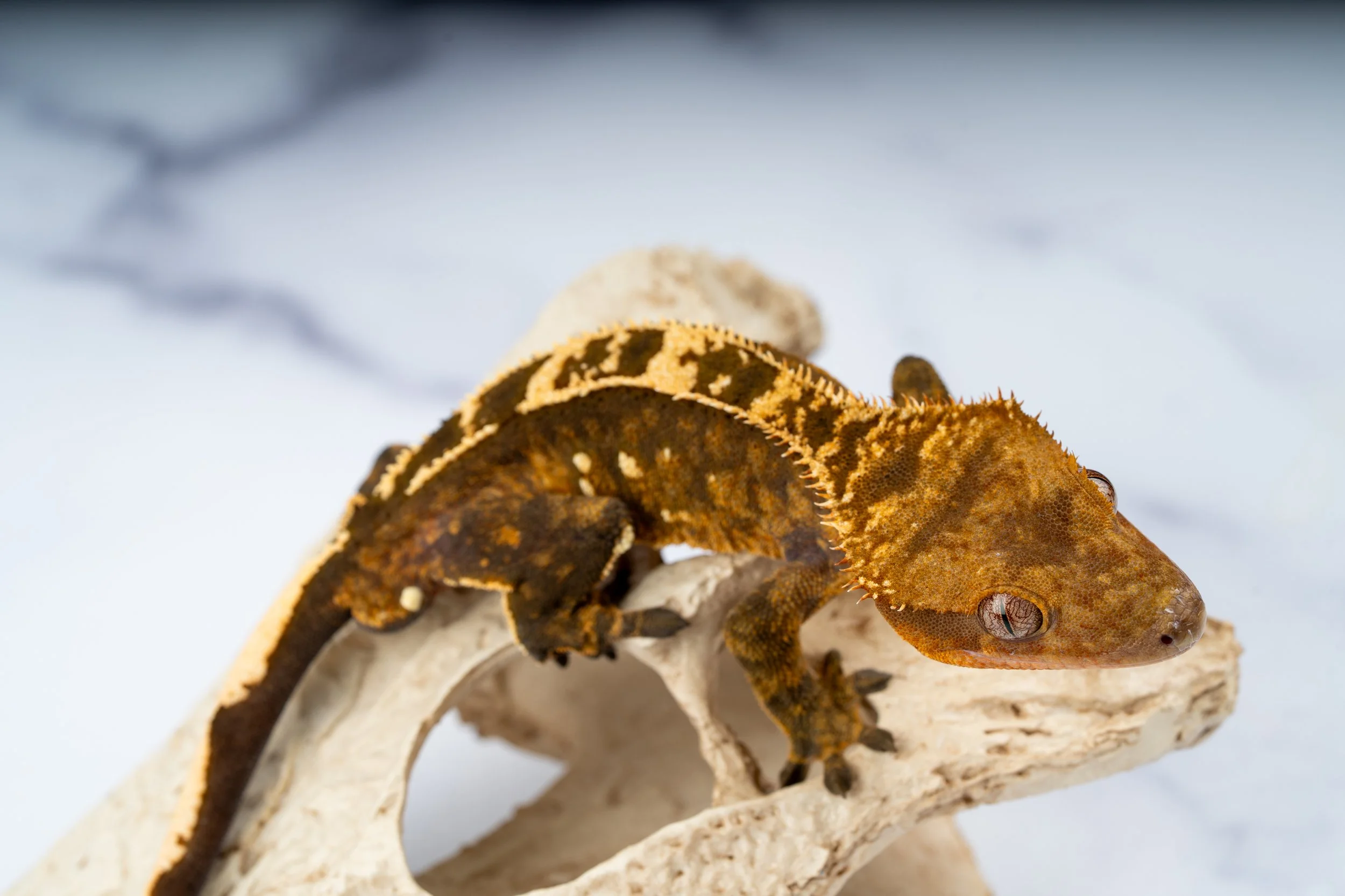 24-DE-SA-5-5  27G  SOFTSCALE 100% HET AXANTHIC EMPTYBACK  $789