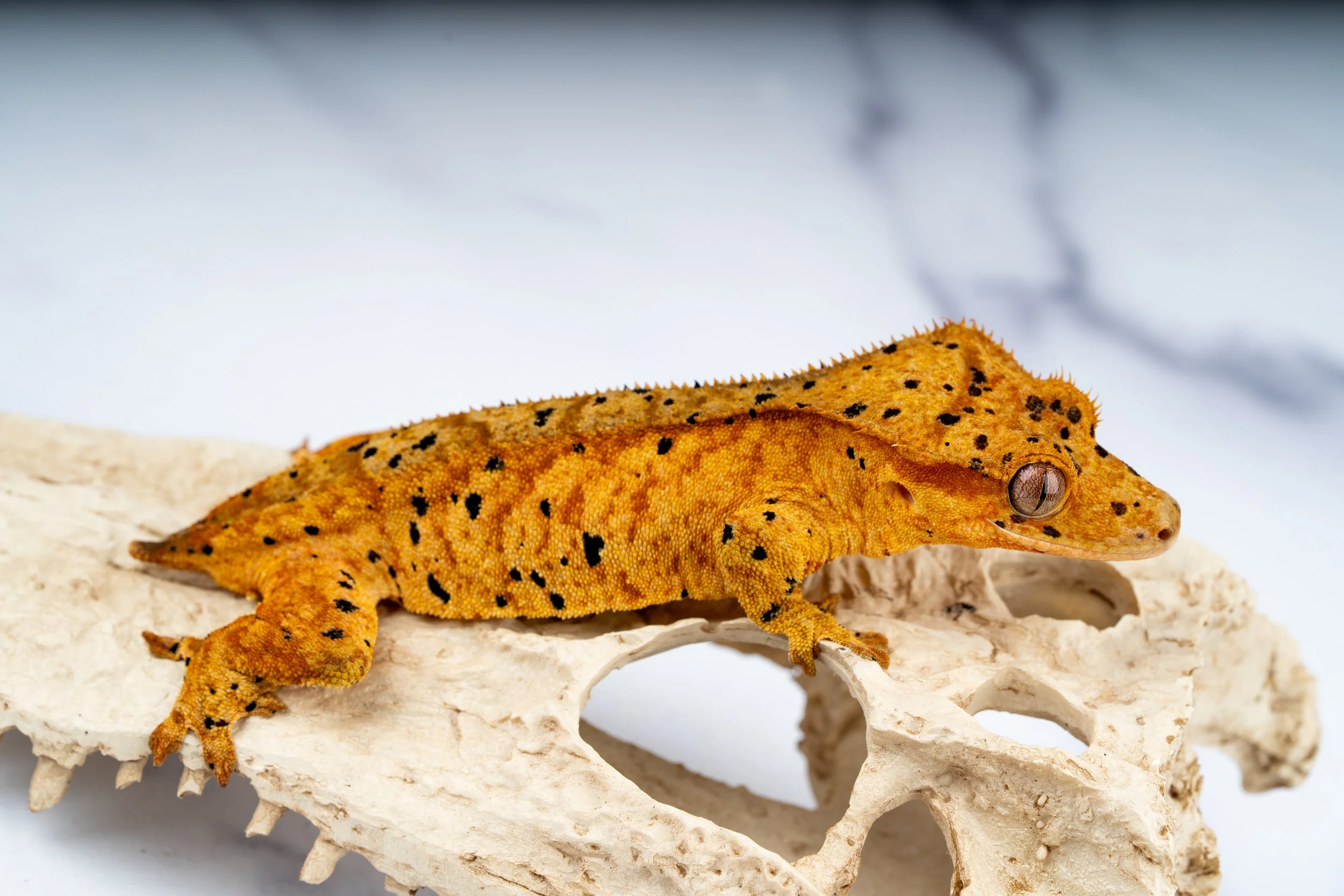 23-TG-IK8-11-9  37G  INK SPOT SUPERDALMATIAN  $359