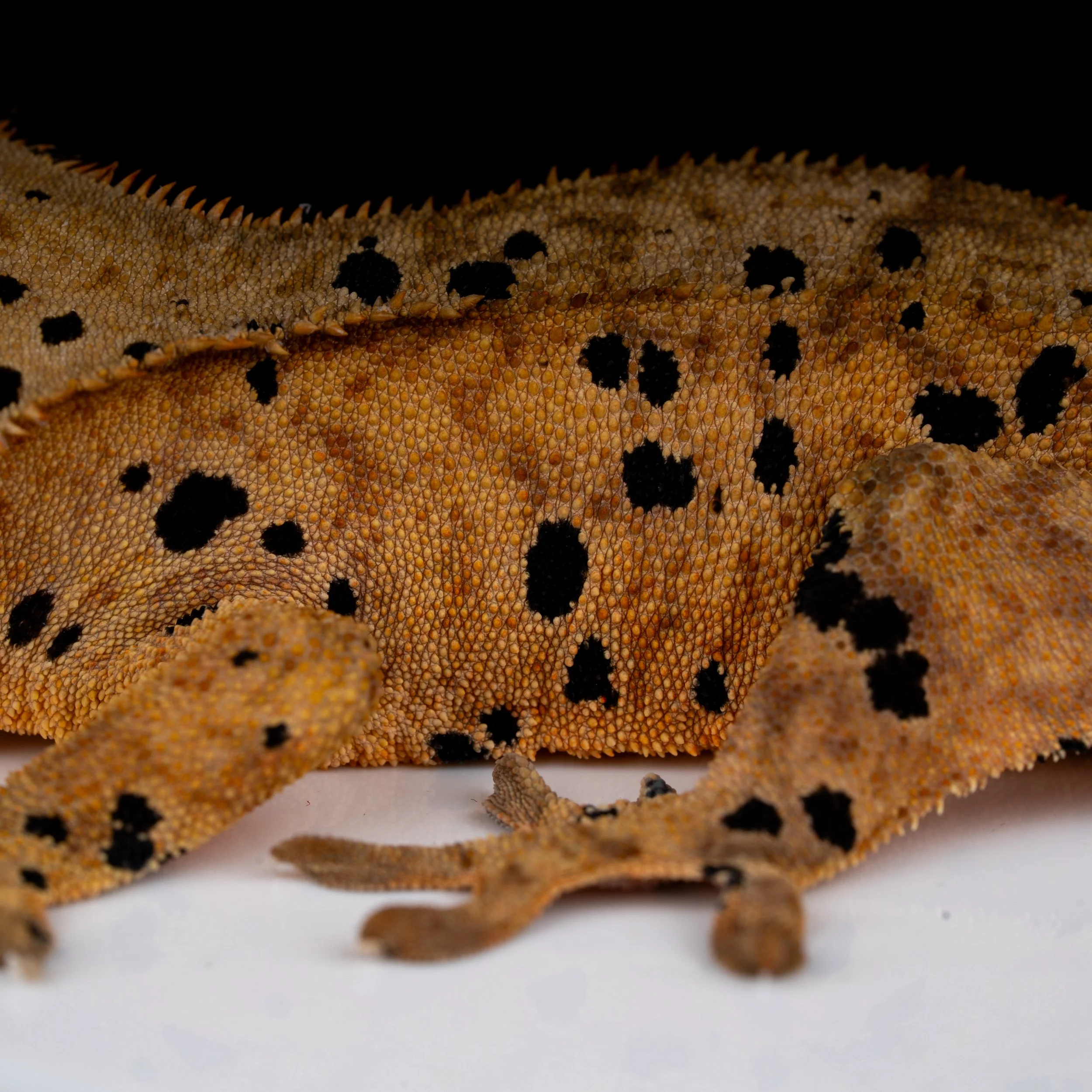 DSC07287.jpg