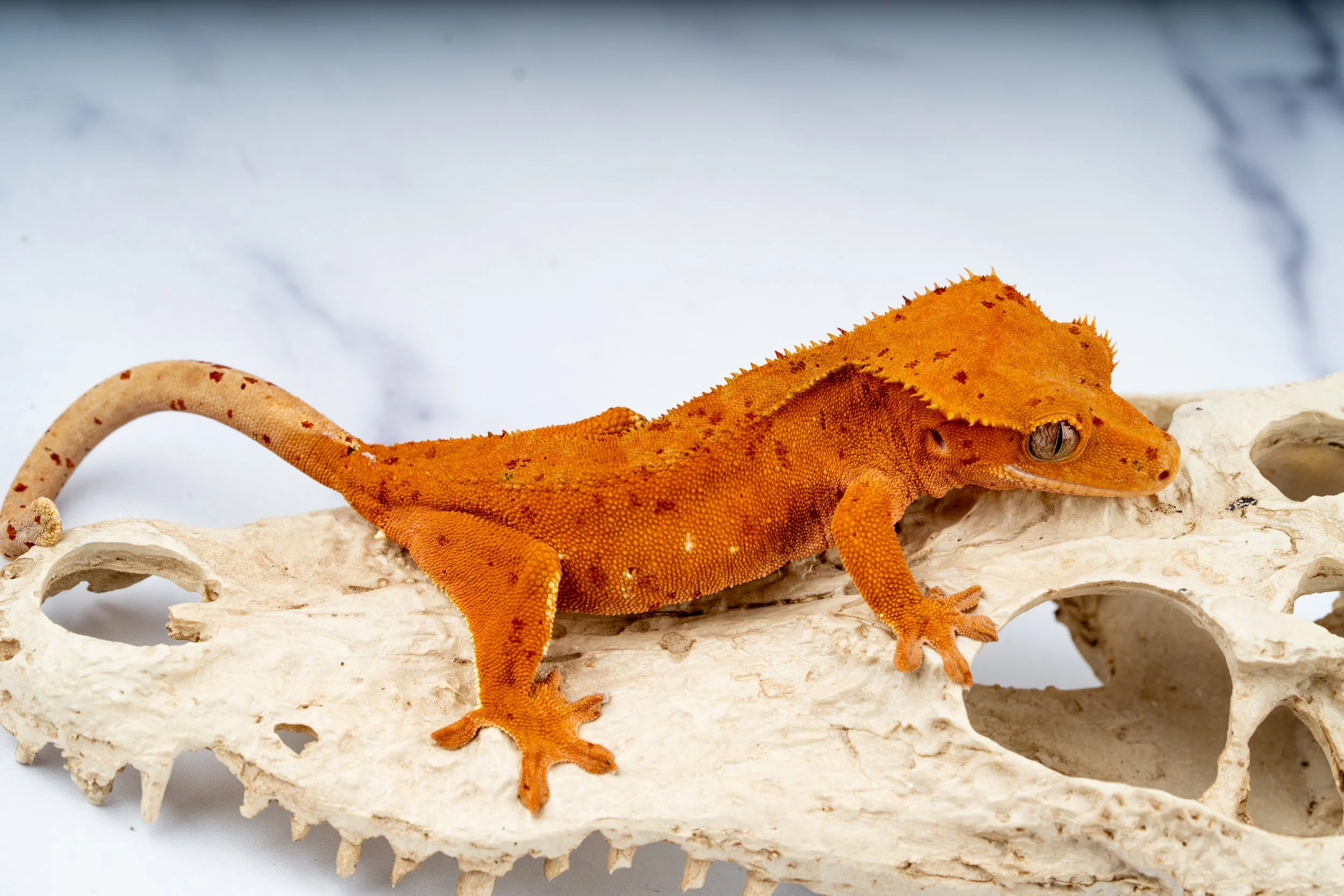 23-RS-WS-11-17  40G  SOFTSCALE WHITE SPOT CONFETTI INK SPOT SUPERDALMATIAN  $649