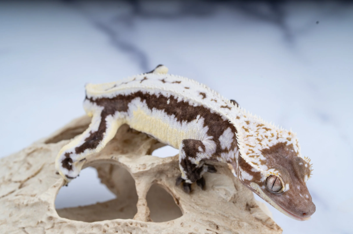 Screenshot 2026-03-30 083726.png