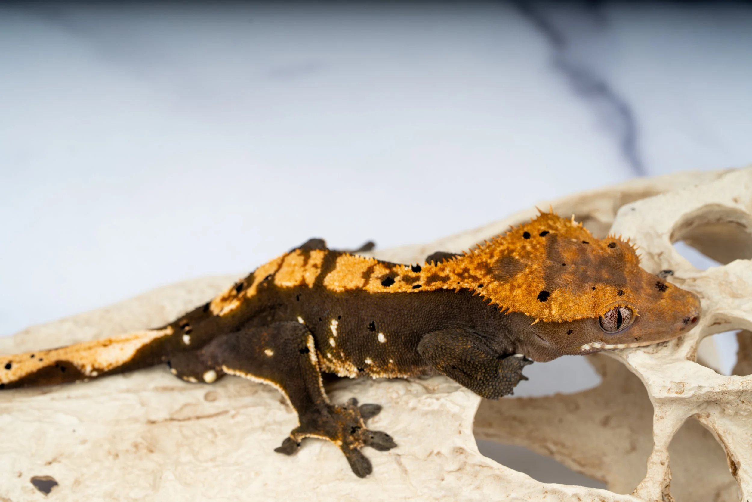 24-DM-DL-9-10   SOFTSCALE 100% HET AXANTHIC  29G  $499