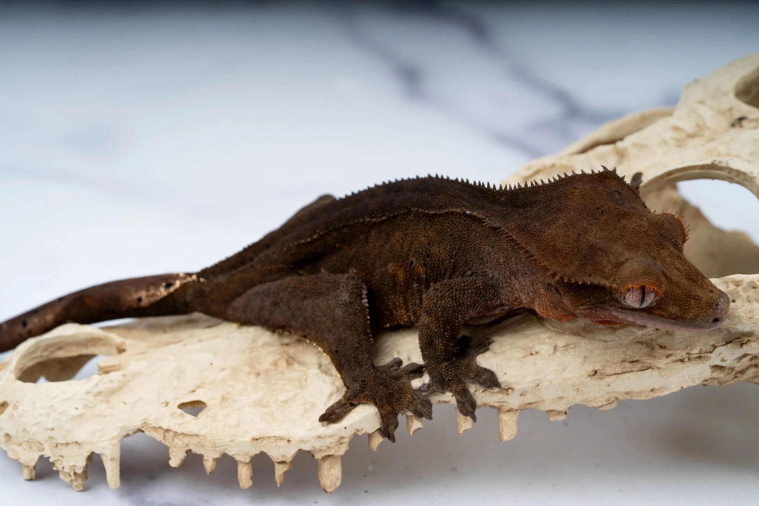 23-CC-SS-12-16  SOFTSCALE CHARCOAL  39G  $399