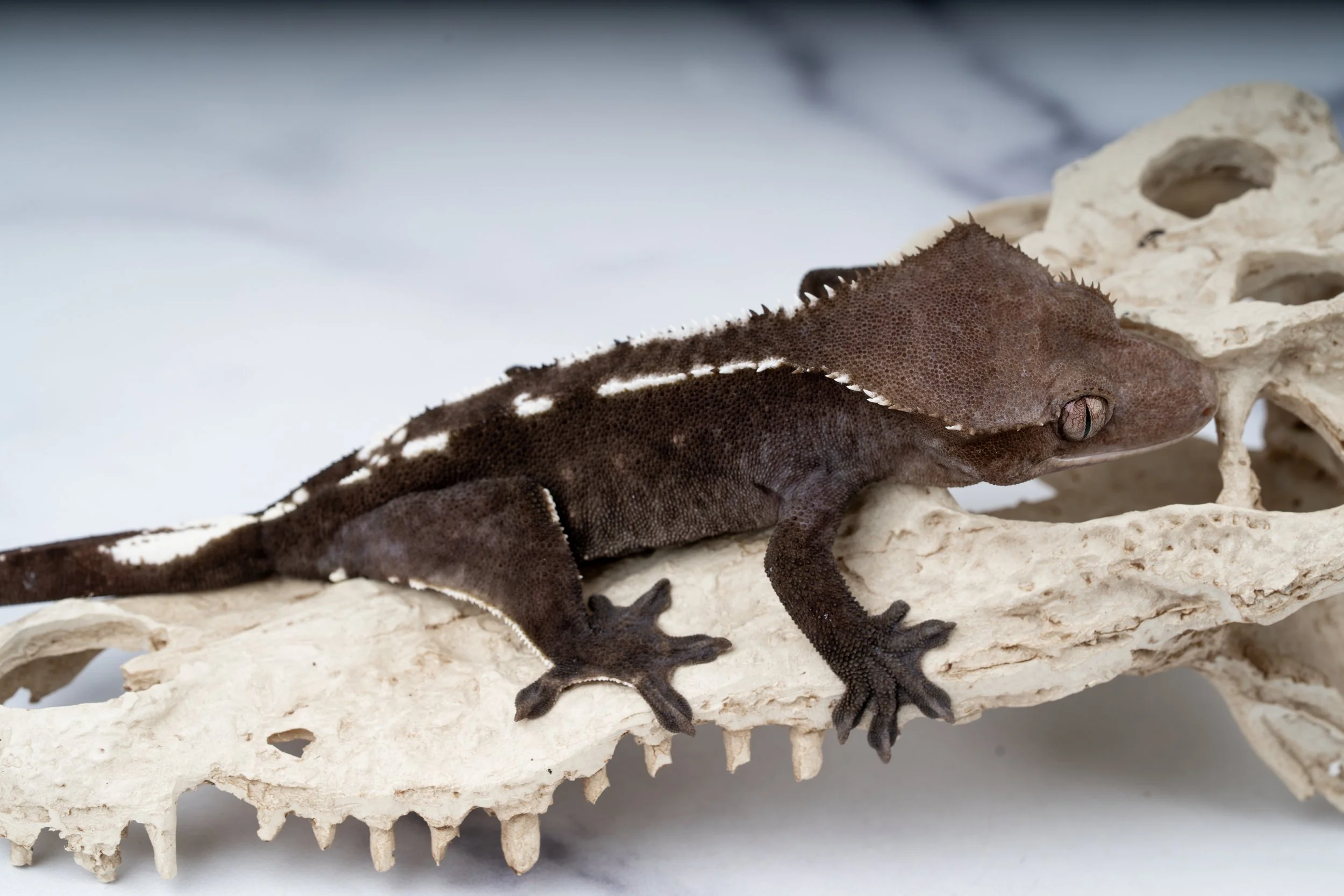 24-WS-PV-4-25   AXANTHIC PINSTRIPE  38G  $1999