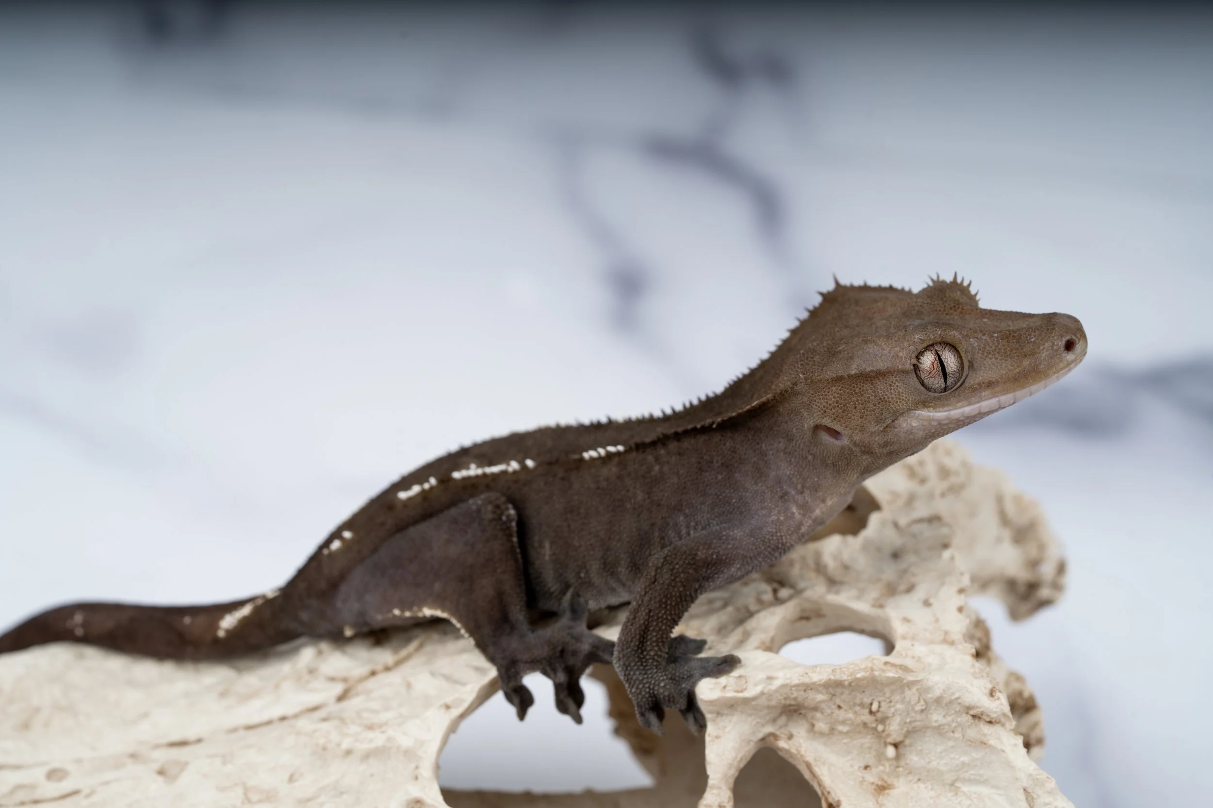 24-PN-AX-3-4   AXANTHIC  30G  $1779