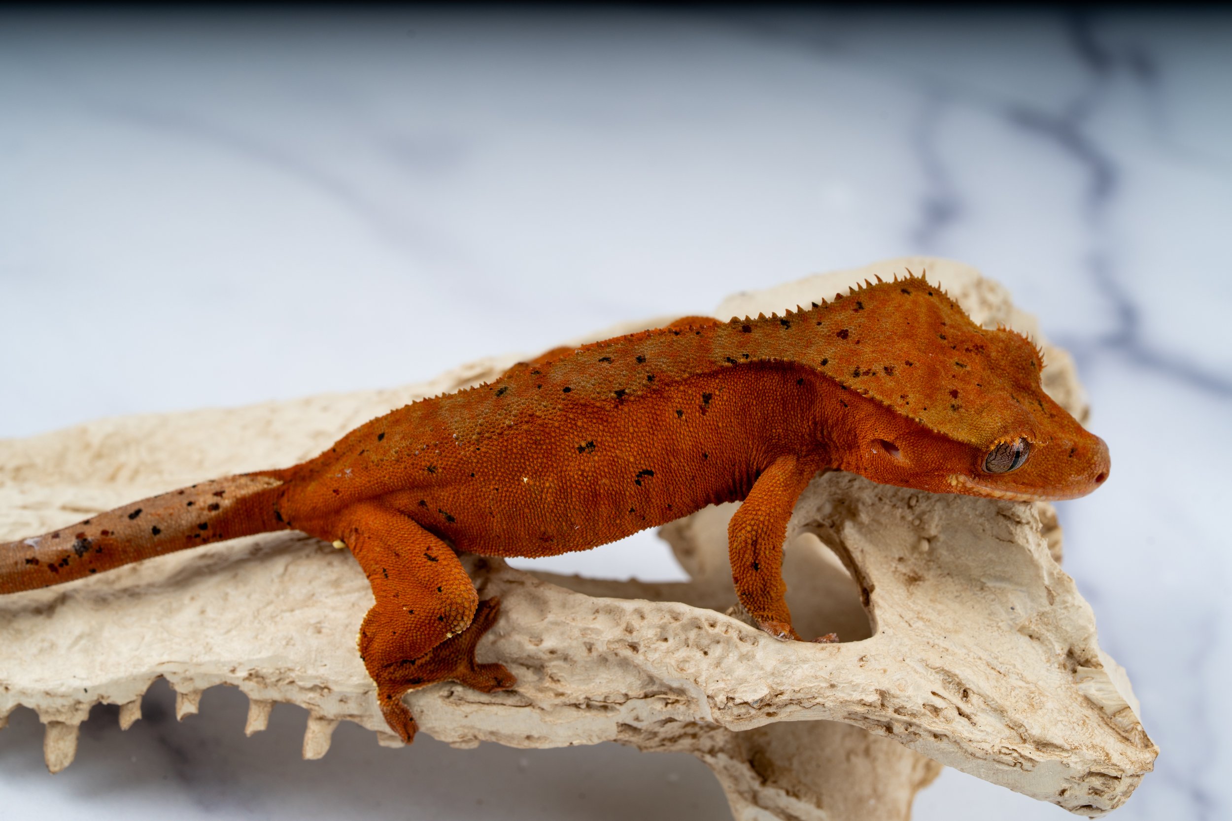 24-SS-GZ-4-15   36G  SOFTSCALE CONFETTI SUPERDALMATIAN  $299