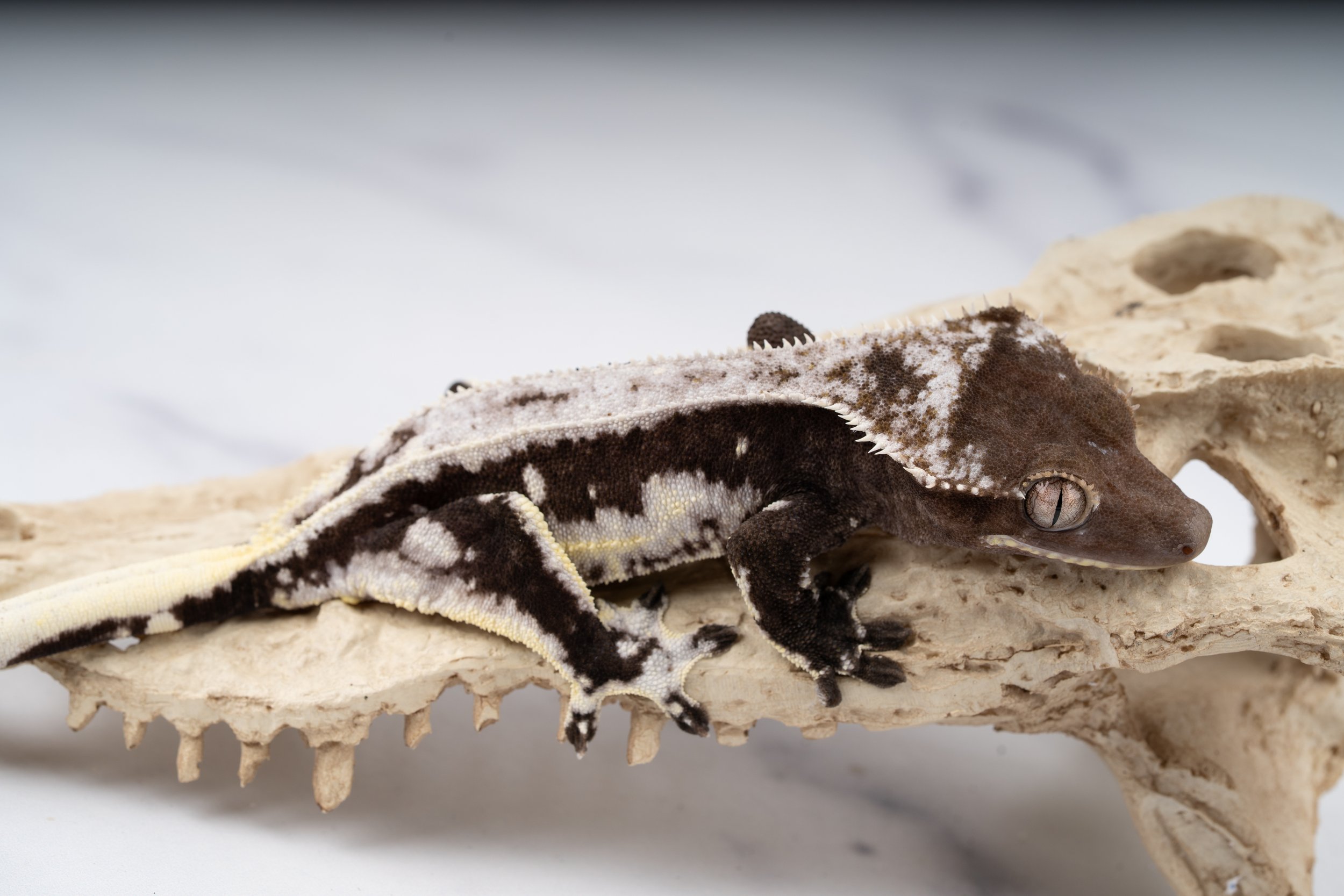 24-FZ-HV-3-5   31G  AXANTHIC LILLY WHITE $2449