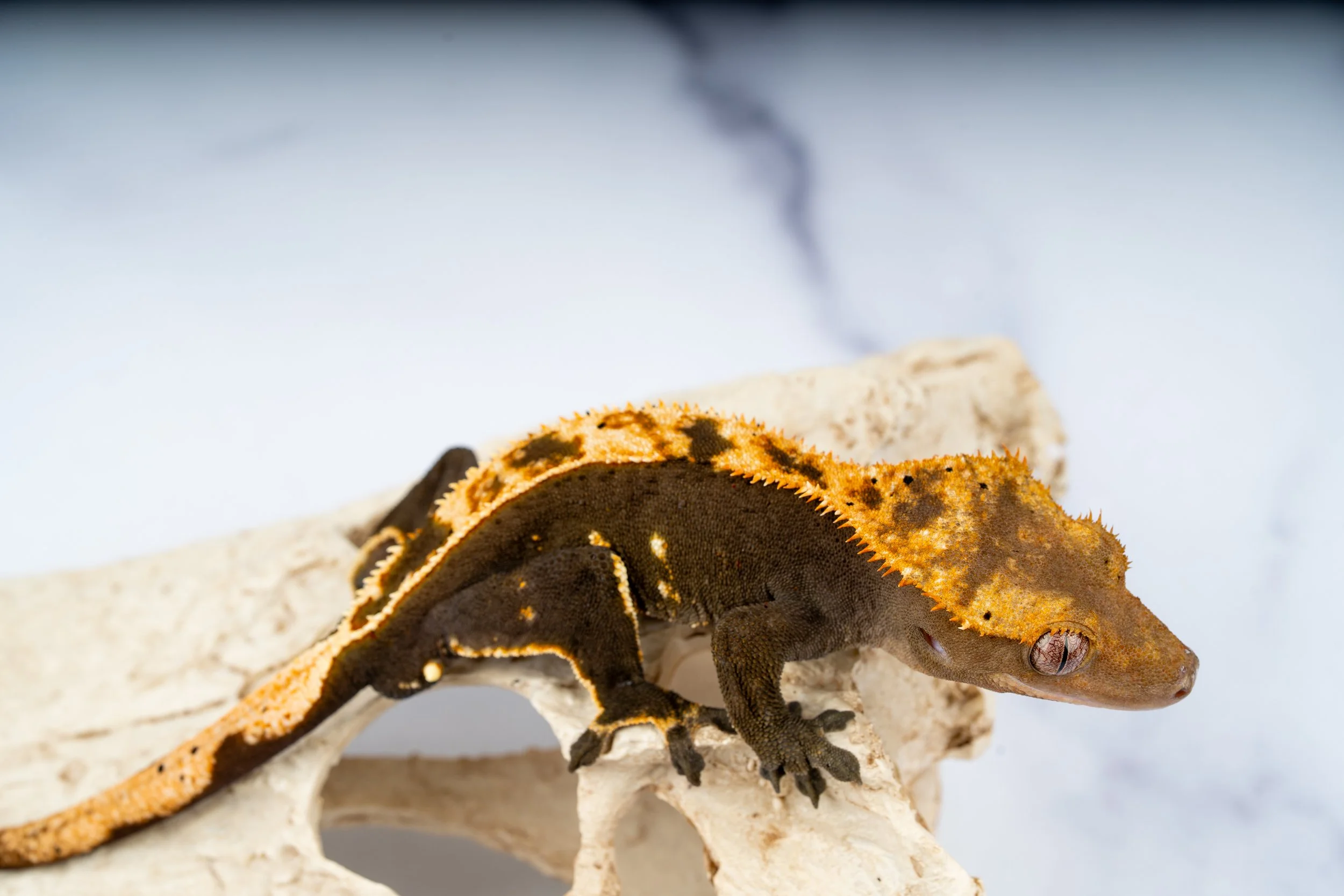 24-PN-AH-7-24   27G  100% HET AXANTHIC SOFTSCALE PINSTRIPE  $449