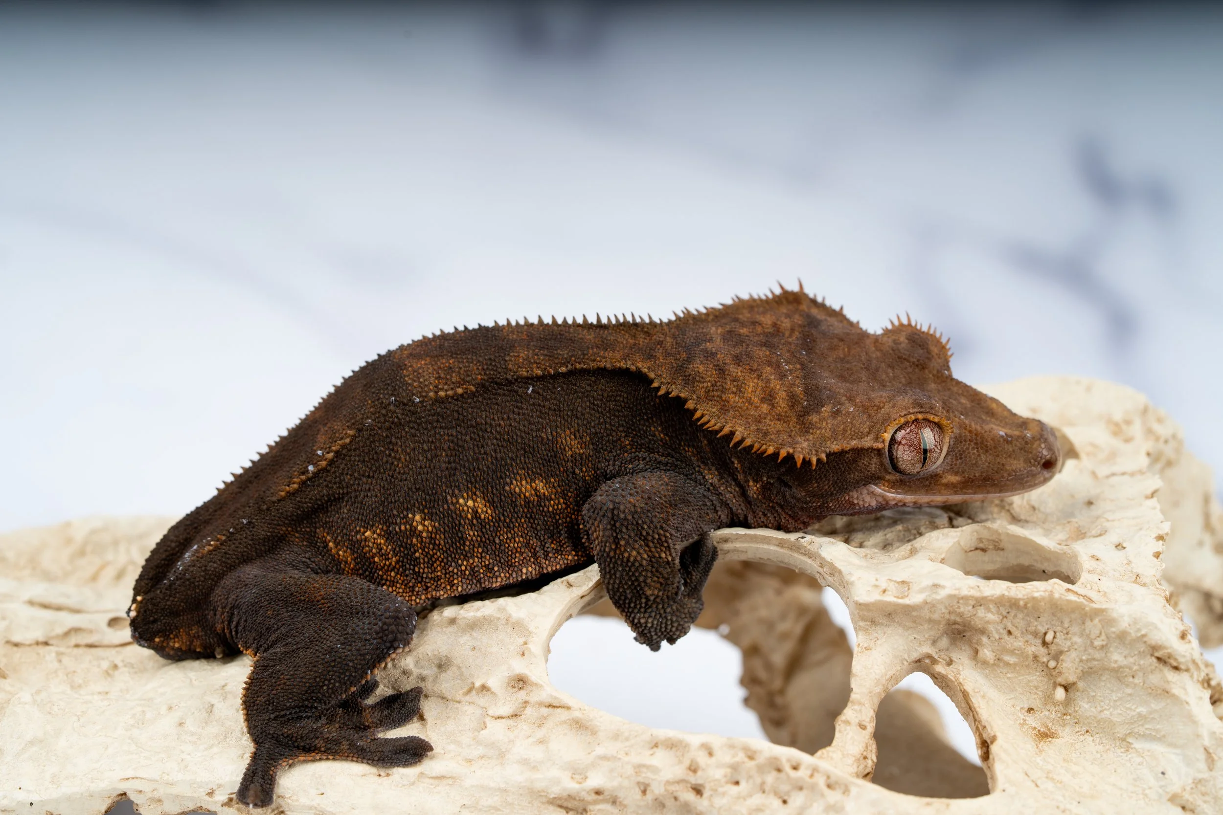 24-CC-ML-11-17   41G  PET ONLY CHARCOAL $49