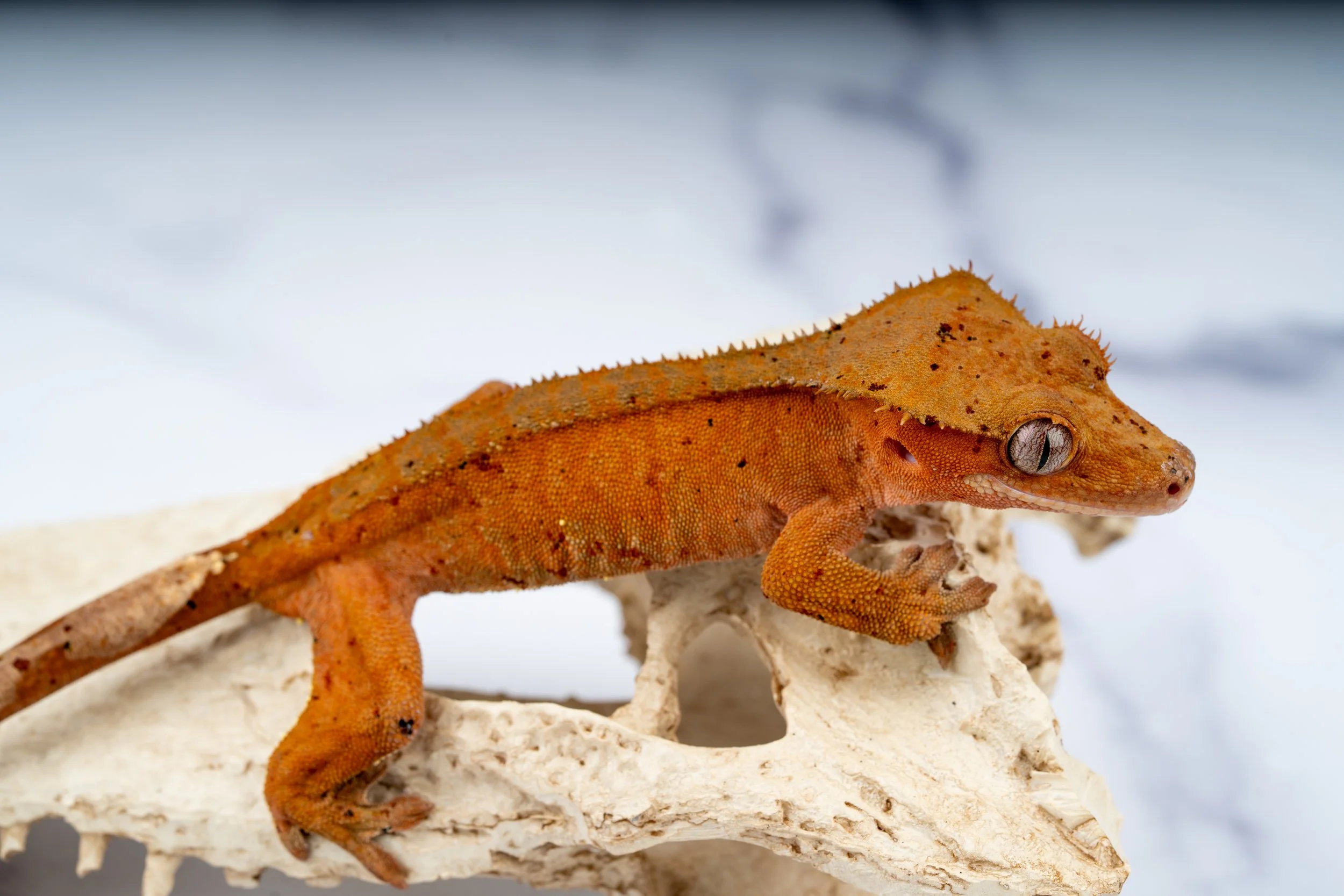 24-RS-LP-5-17  28G  CONFETTI DALMATIAN  $259