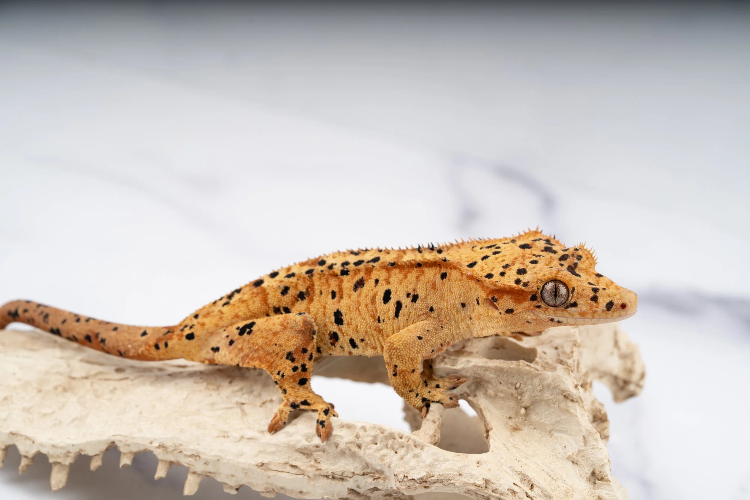 23-IK4-SP-11-20  40G  INK SPOT SUPERDALMATIAN  $489