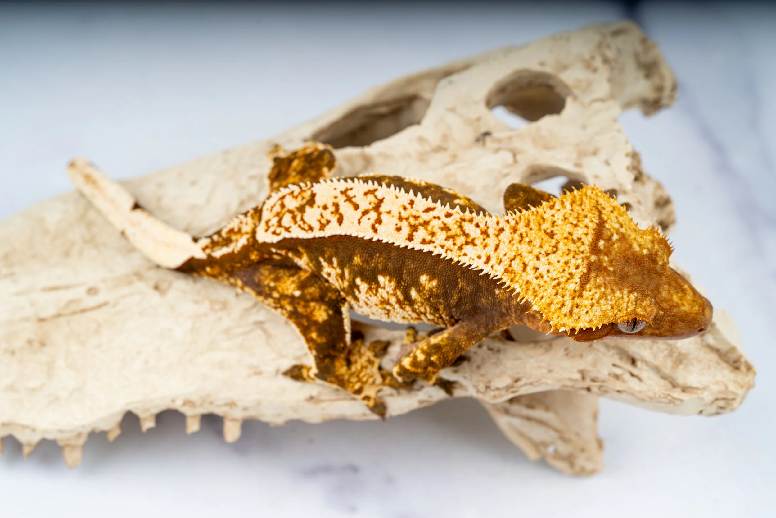 24-SH-RB-2-27   40G  HARLEQUIN $299