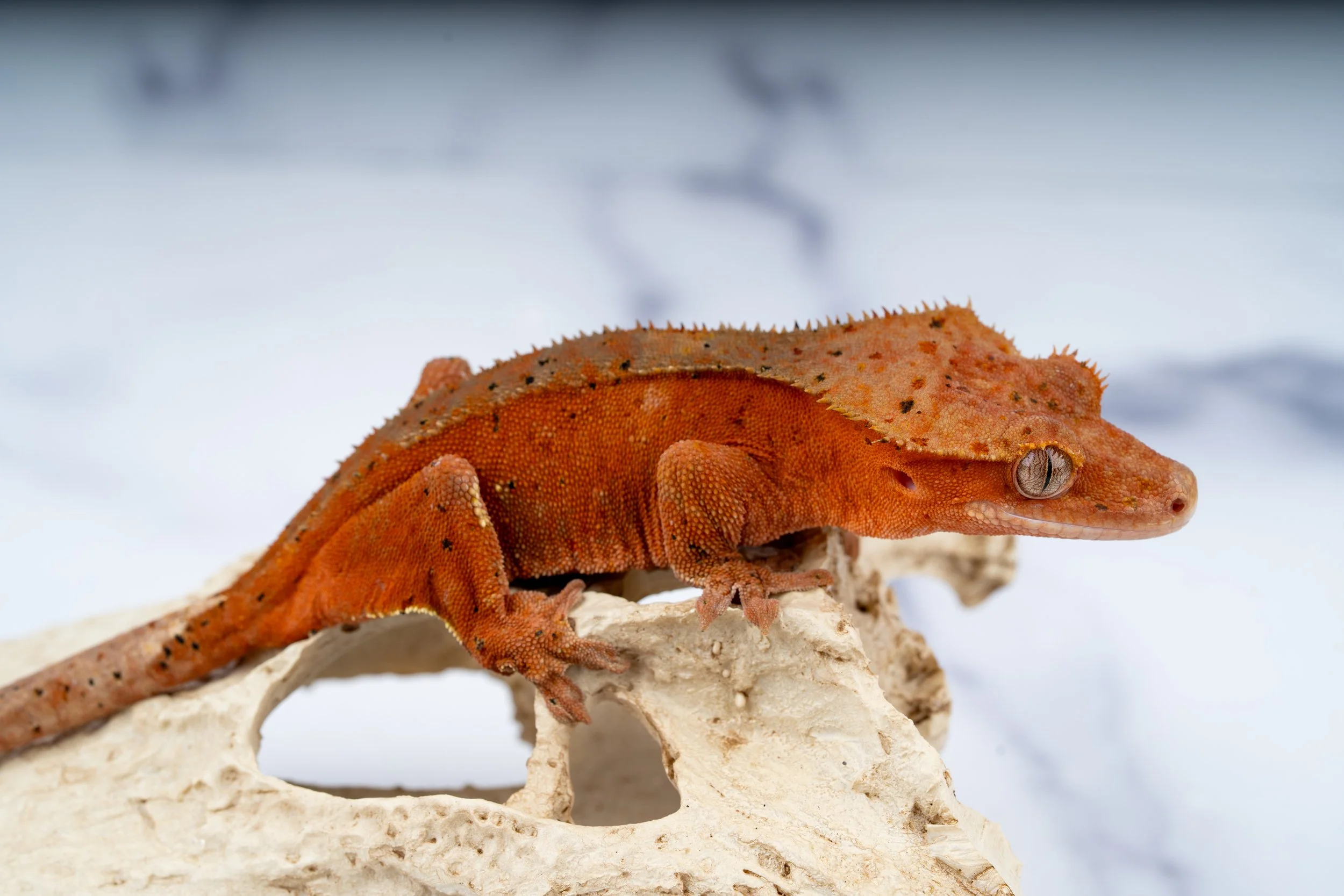 24-RS-CN-3-14  36G  SOFTSCALE CONFETTI SUPERDALMATIAN  $269