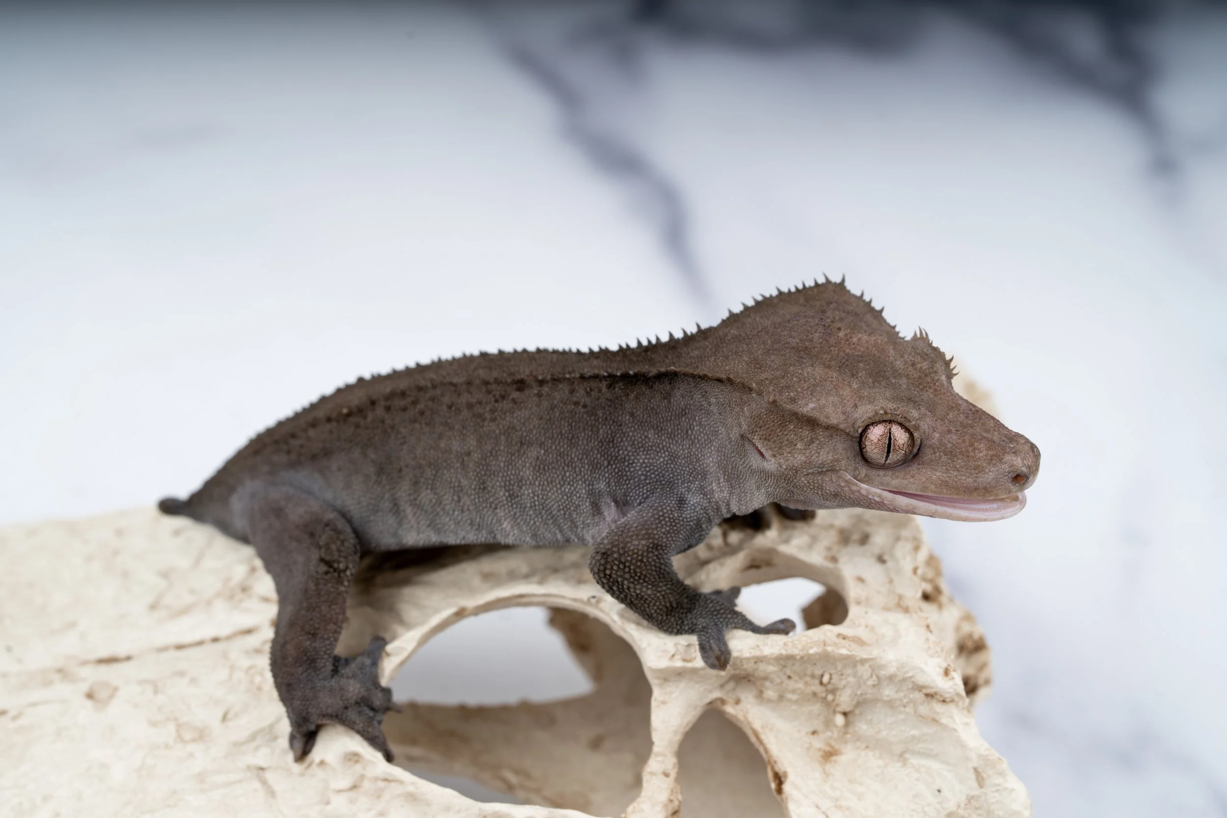 24-FG-SA-6-28  SOFTSCALE AXANTHIC 31G  $1649