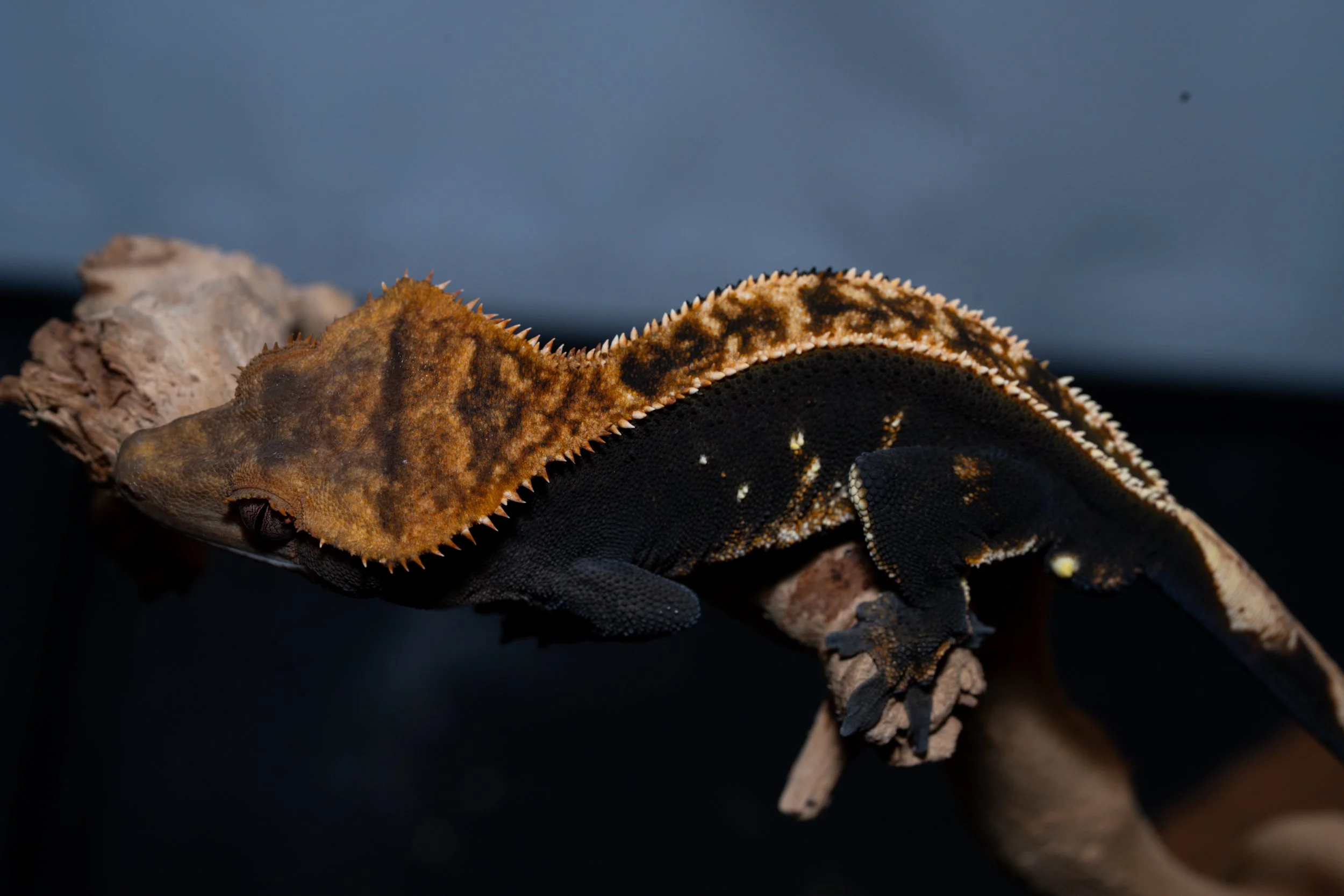 DSC04957.jpg