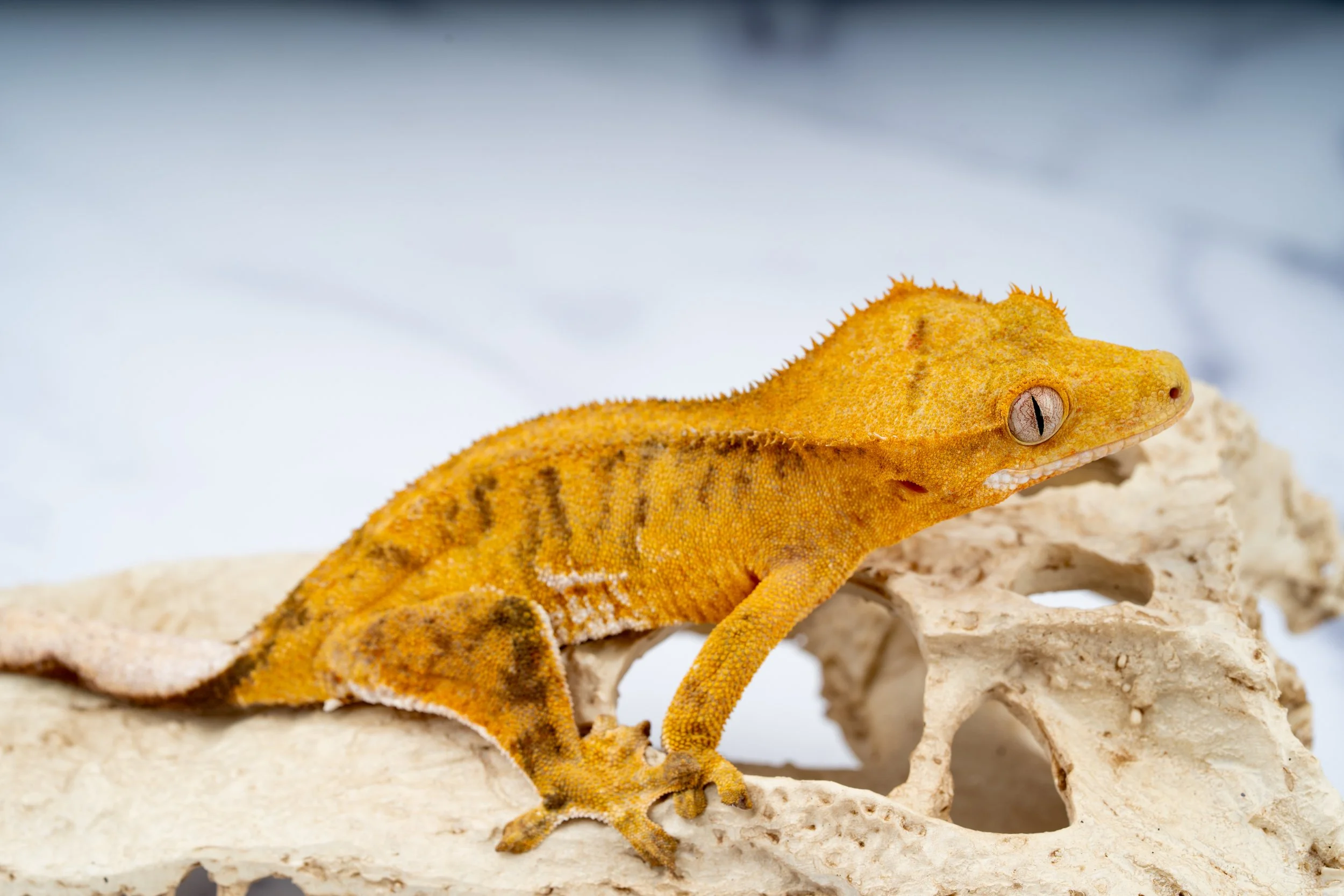 24-RF-TC-3-22   PHANTOM FRAPPUCCINO  34G  $699