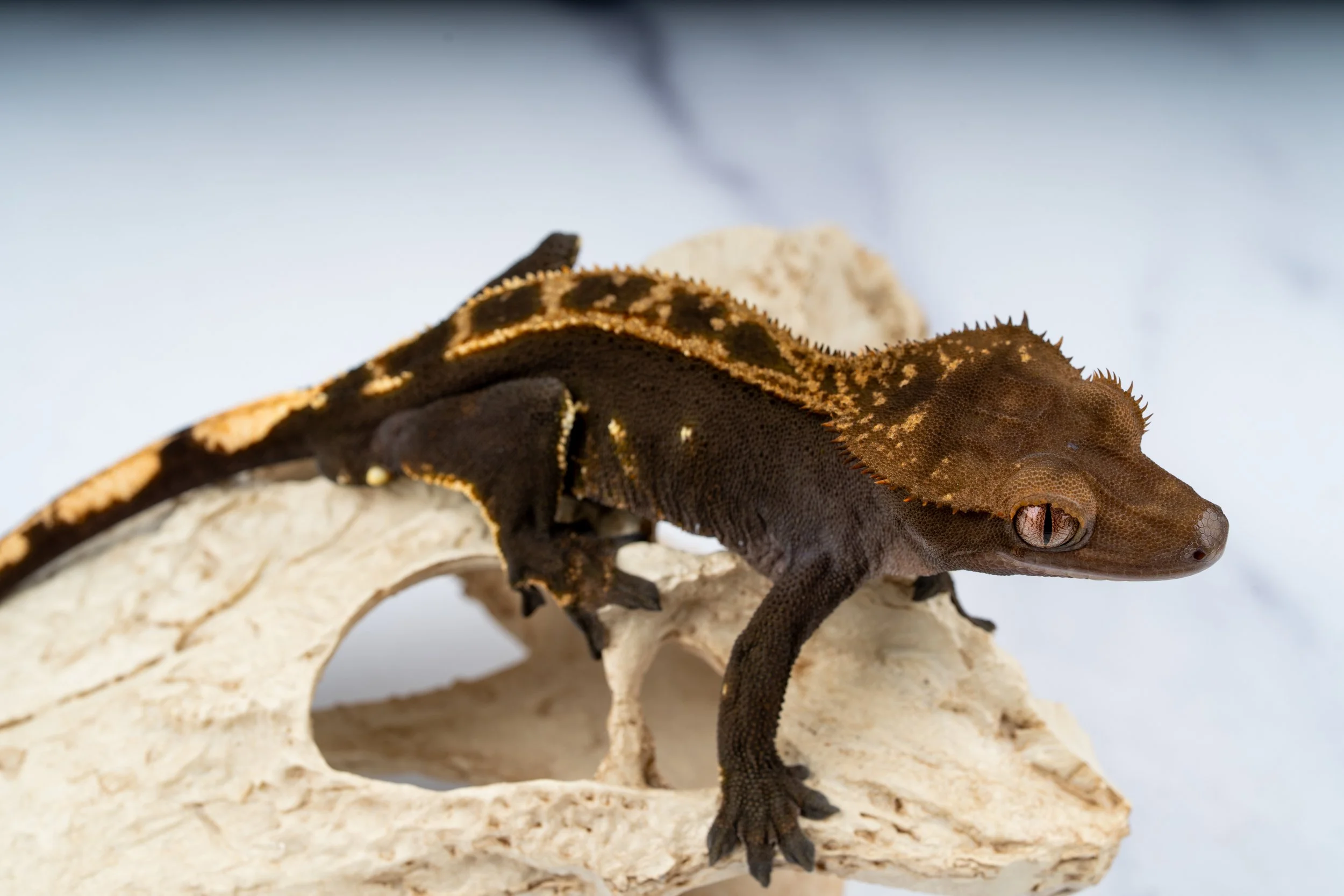 M-24-100-3-4  37G  SOFTSCALE EMPTYBACK 100% HET AXANTHIC  $689