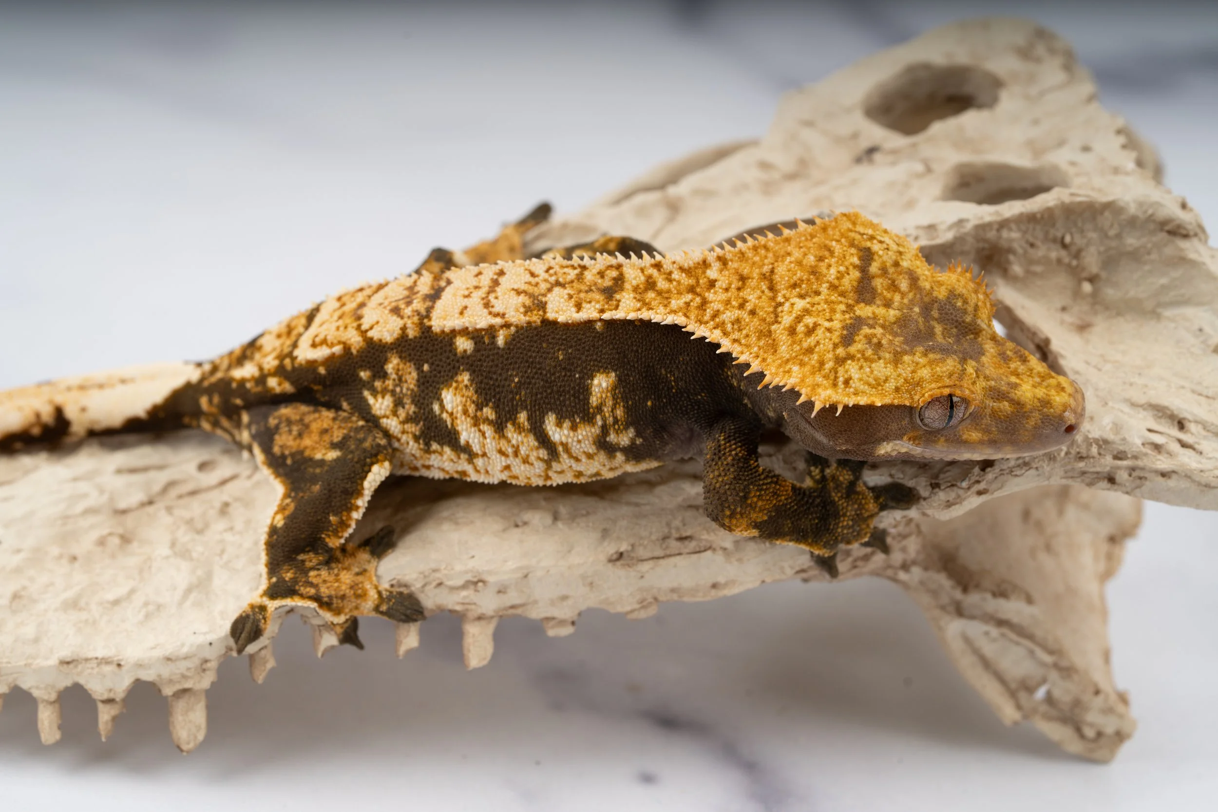 24-EX-TT-5-5   34G  EXTREME PINSTRIPE  $199