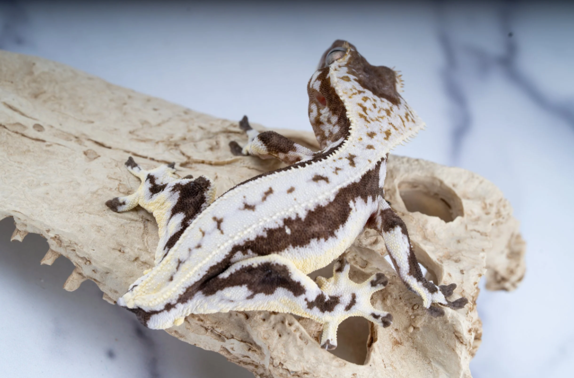 Screenshot 2026-03-30 083757.png