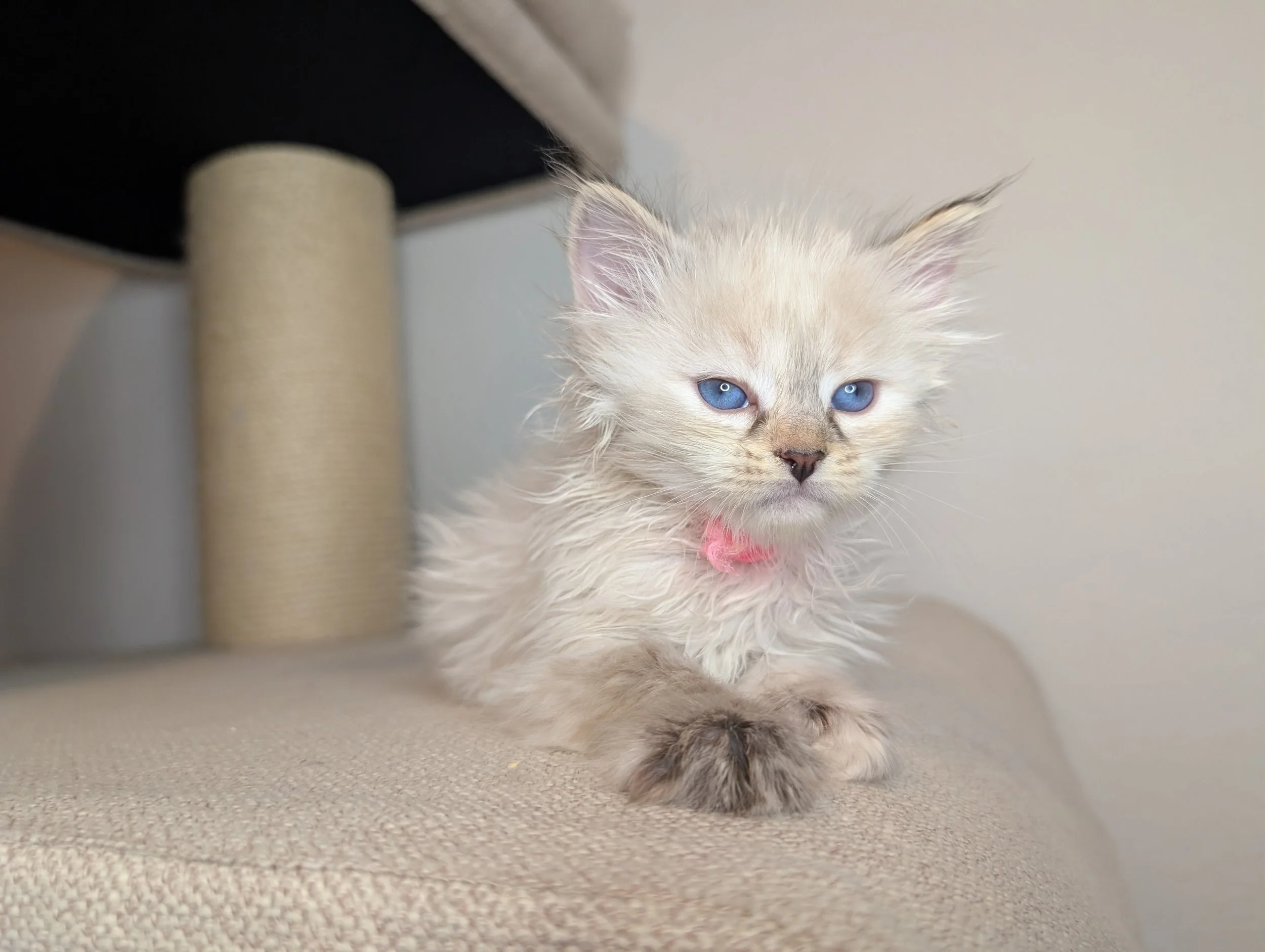Mozzarella - Lynx point girl (just had a bath)