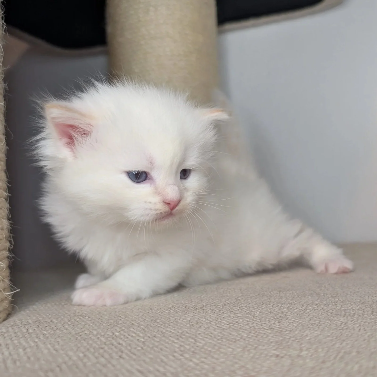 Mustang - cream point boy (no collar)