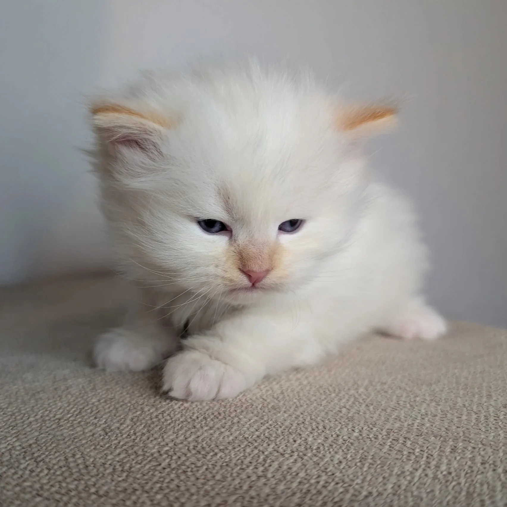 Clydsedale - cream point boy (orange collar)