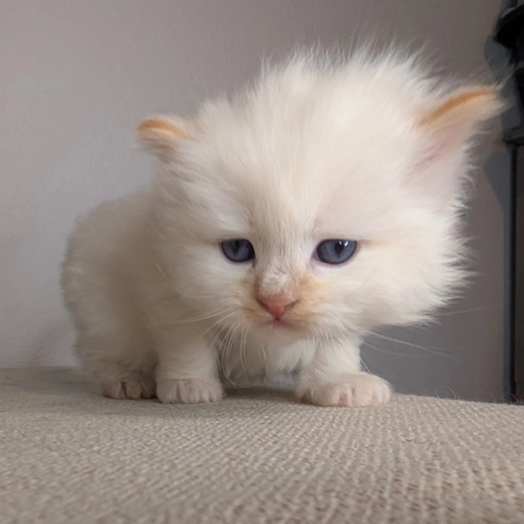 Colt - cream point boy (yellow collar)