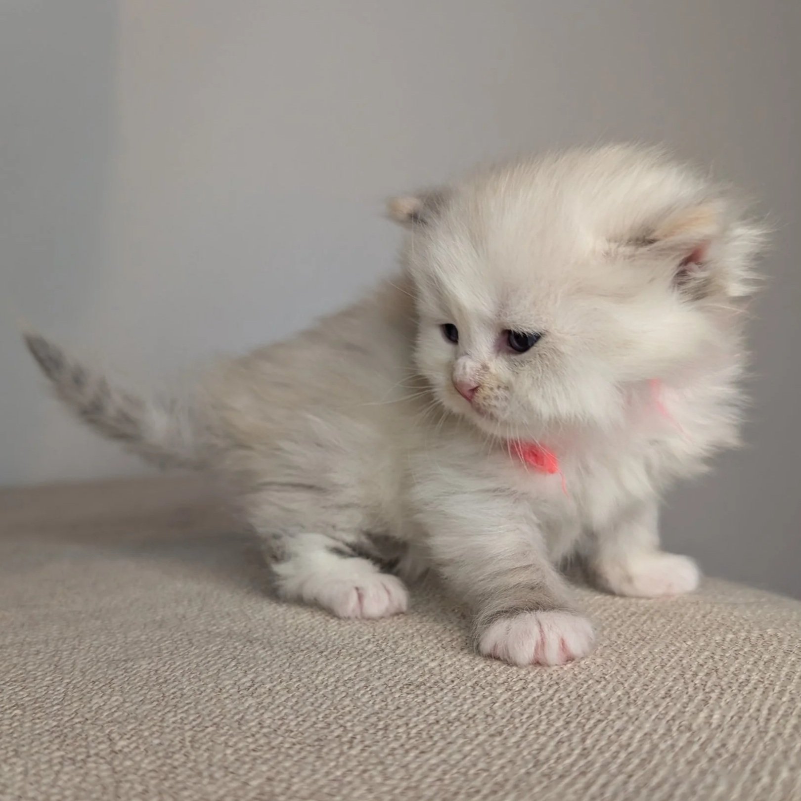 Morgan - torbie seal point girl