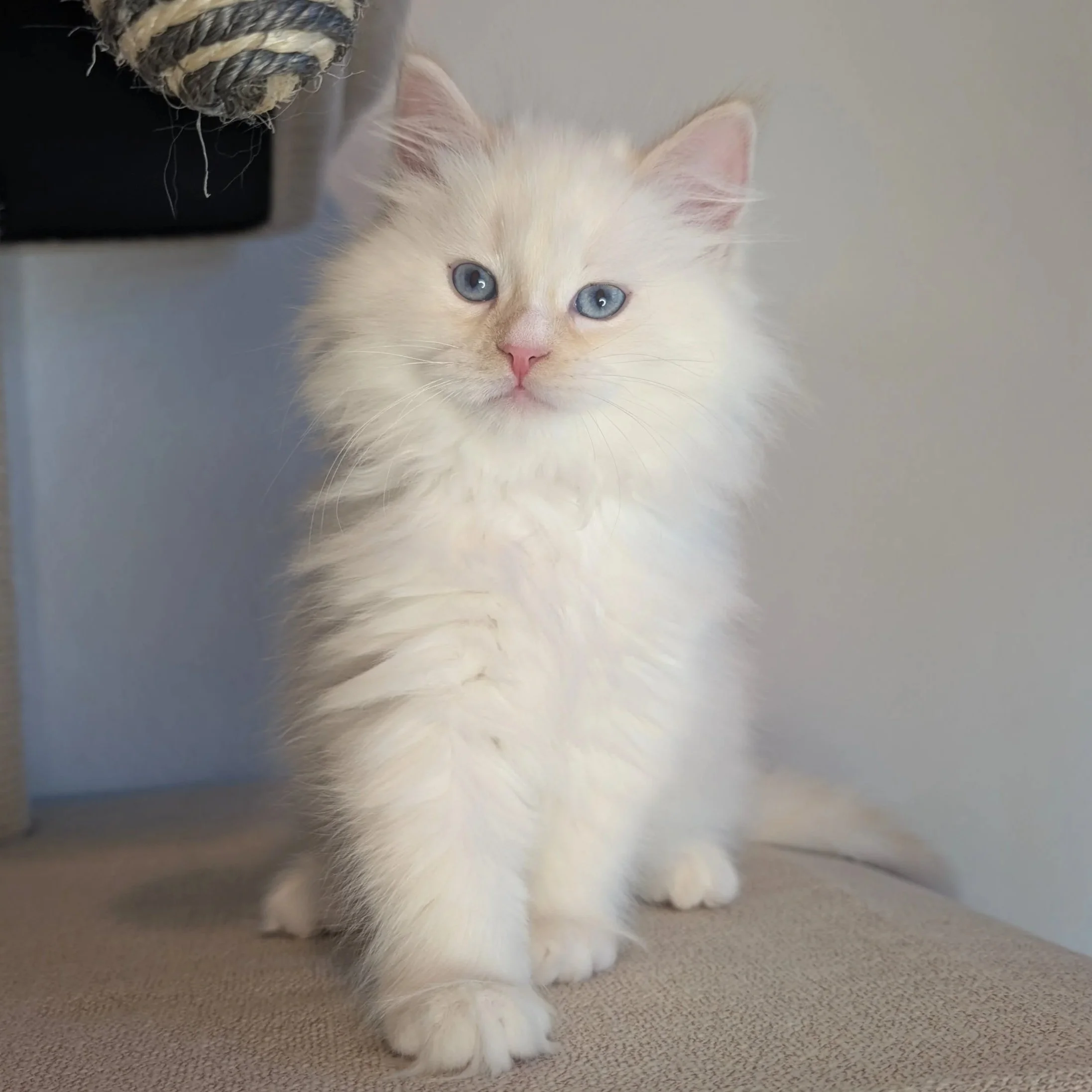 Mustang - Cream point boy