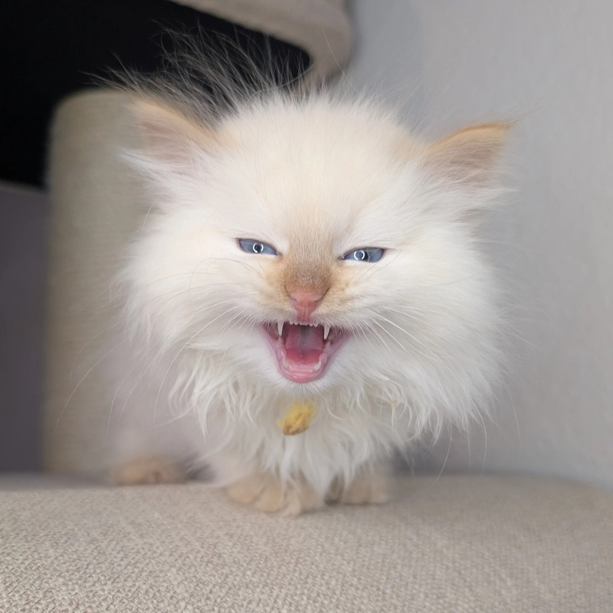 Colt - cream point boy