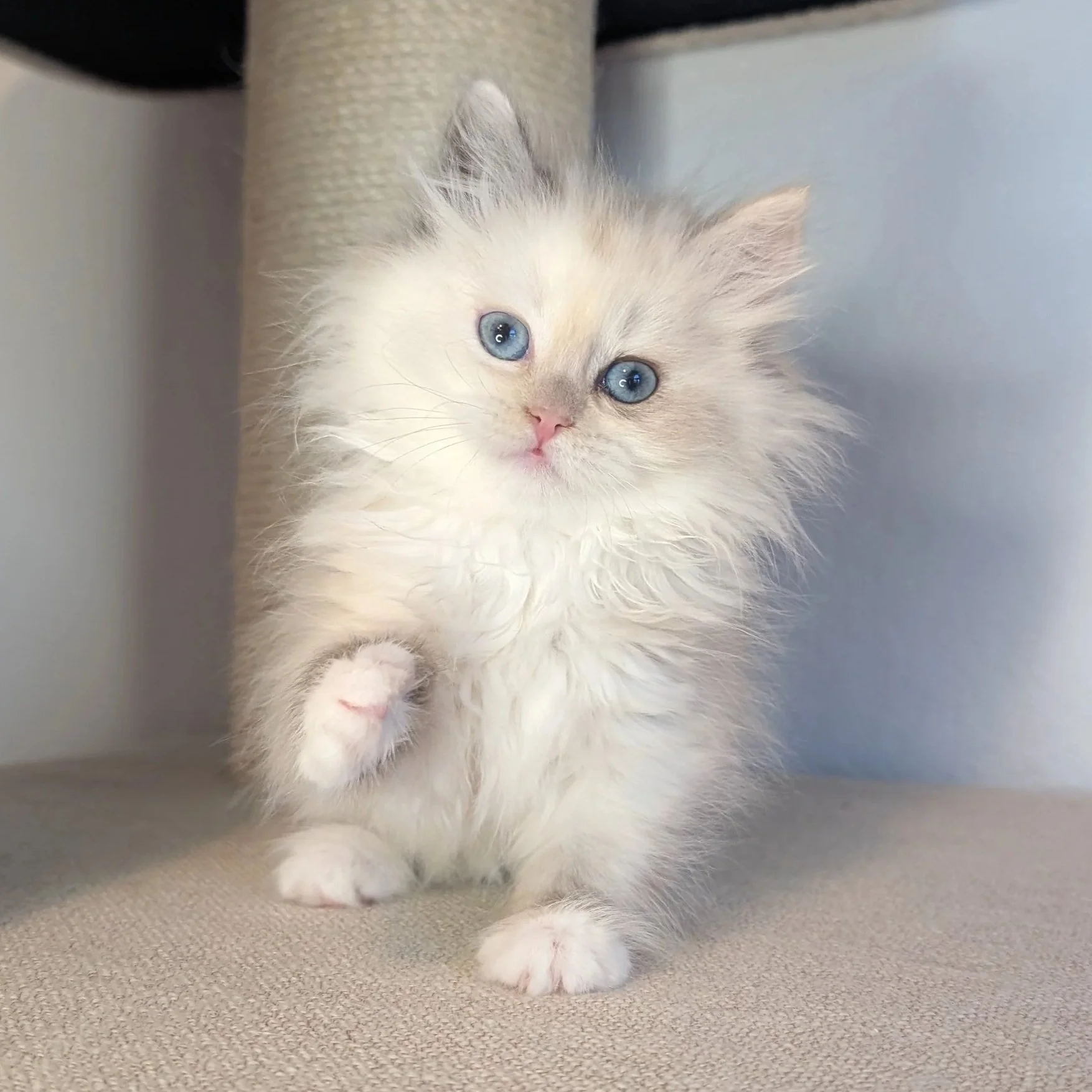 Morgan - torbie seal point girl