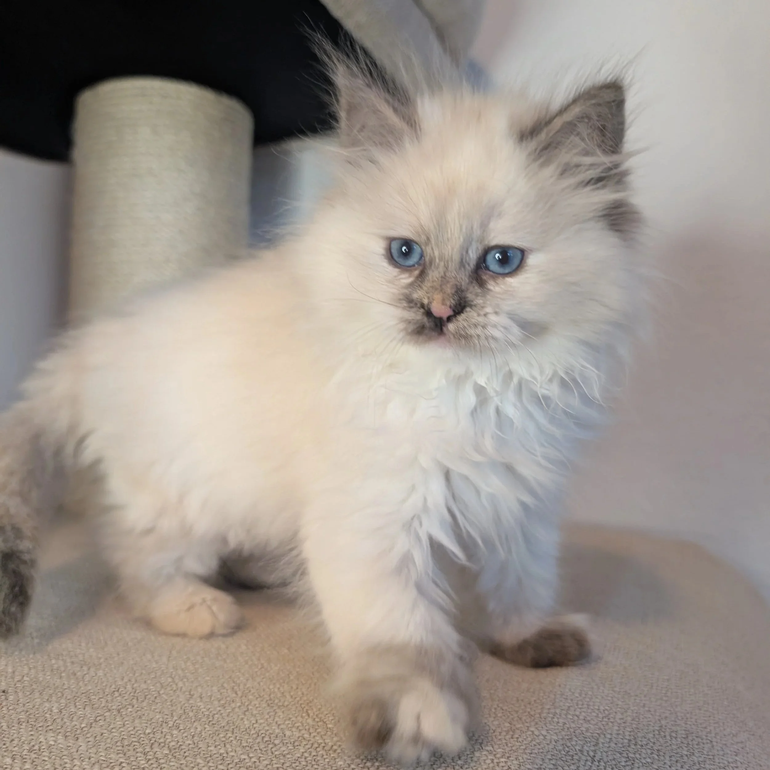 Ursa - torbie seal point girl