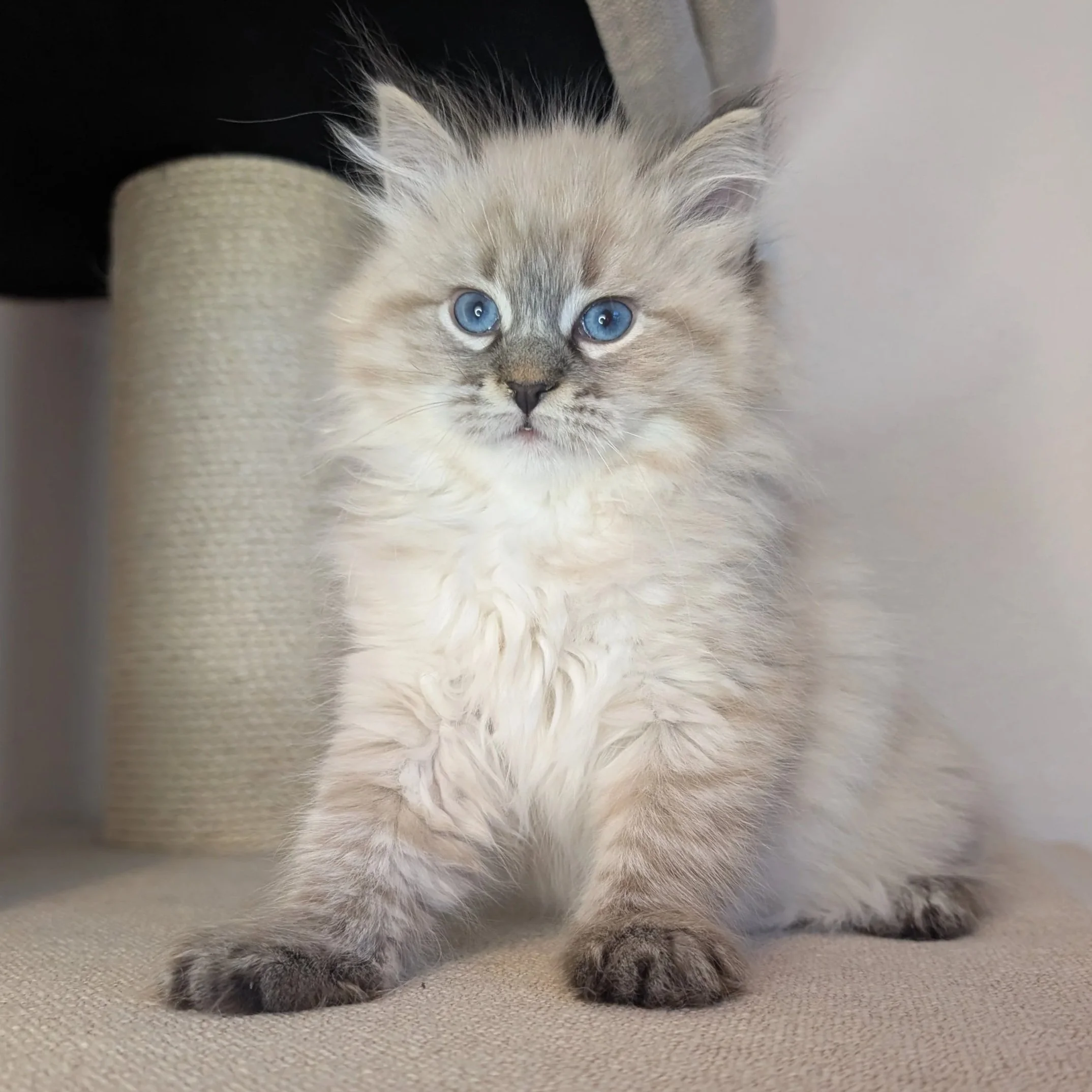 Stallion - lynx point boy