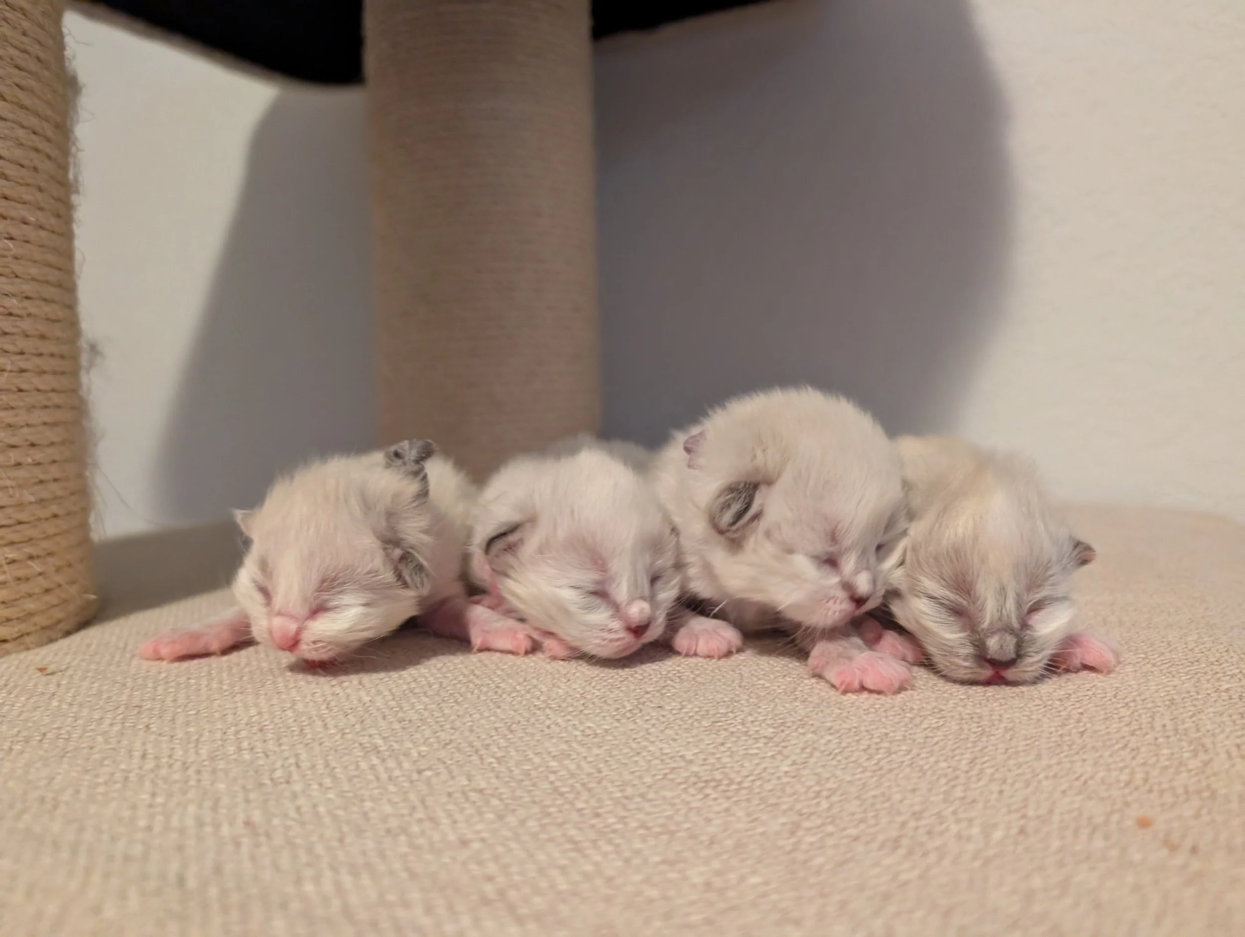 Girls: 3 lynx points and 1 tortie seal point. Mozzarella, Brie, Feta, Colby