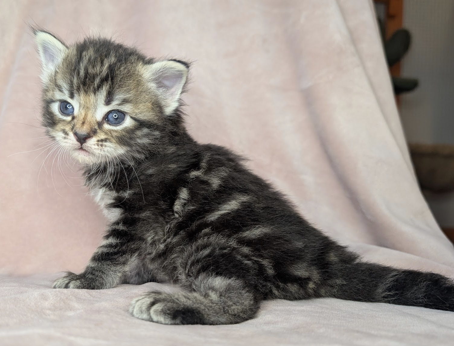 Birch - Black Classic Tabby Boy