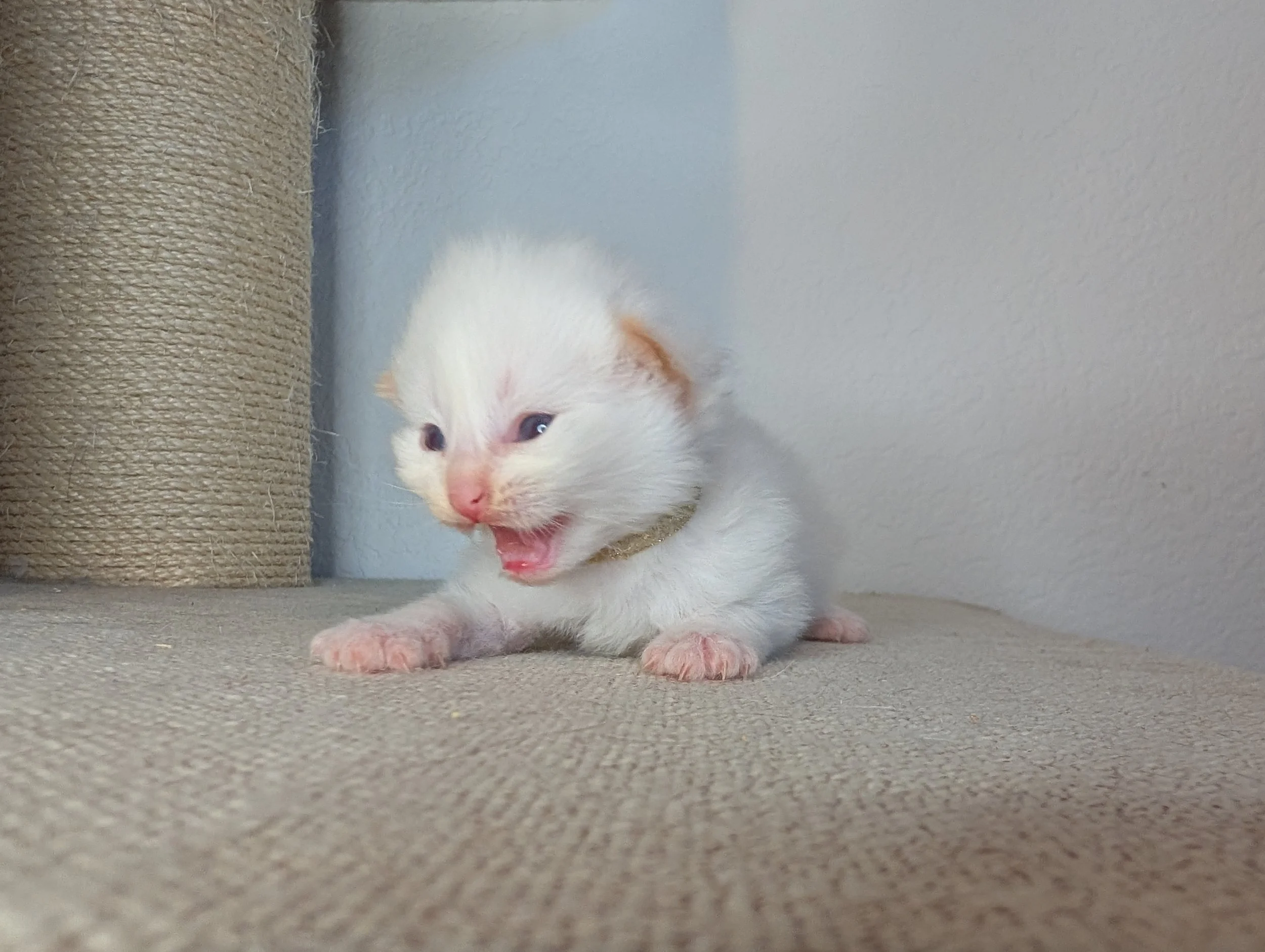 Sirius - cream point boy